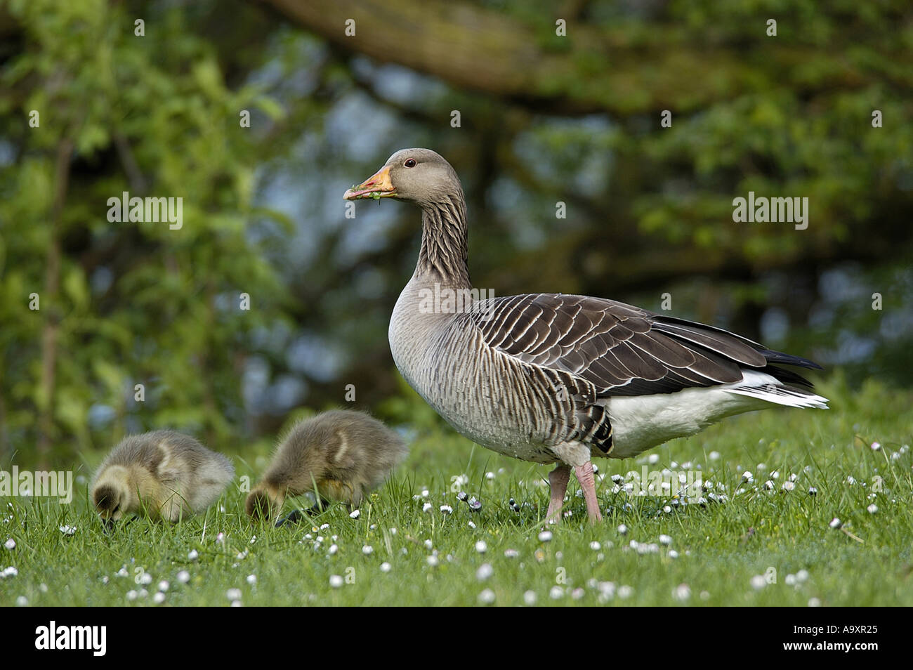 Graylag goose (Anser anser), uccello adulto con due giovani, Germania Nord Hesse, Kassel. Foto Stock