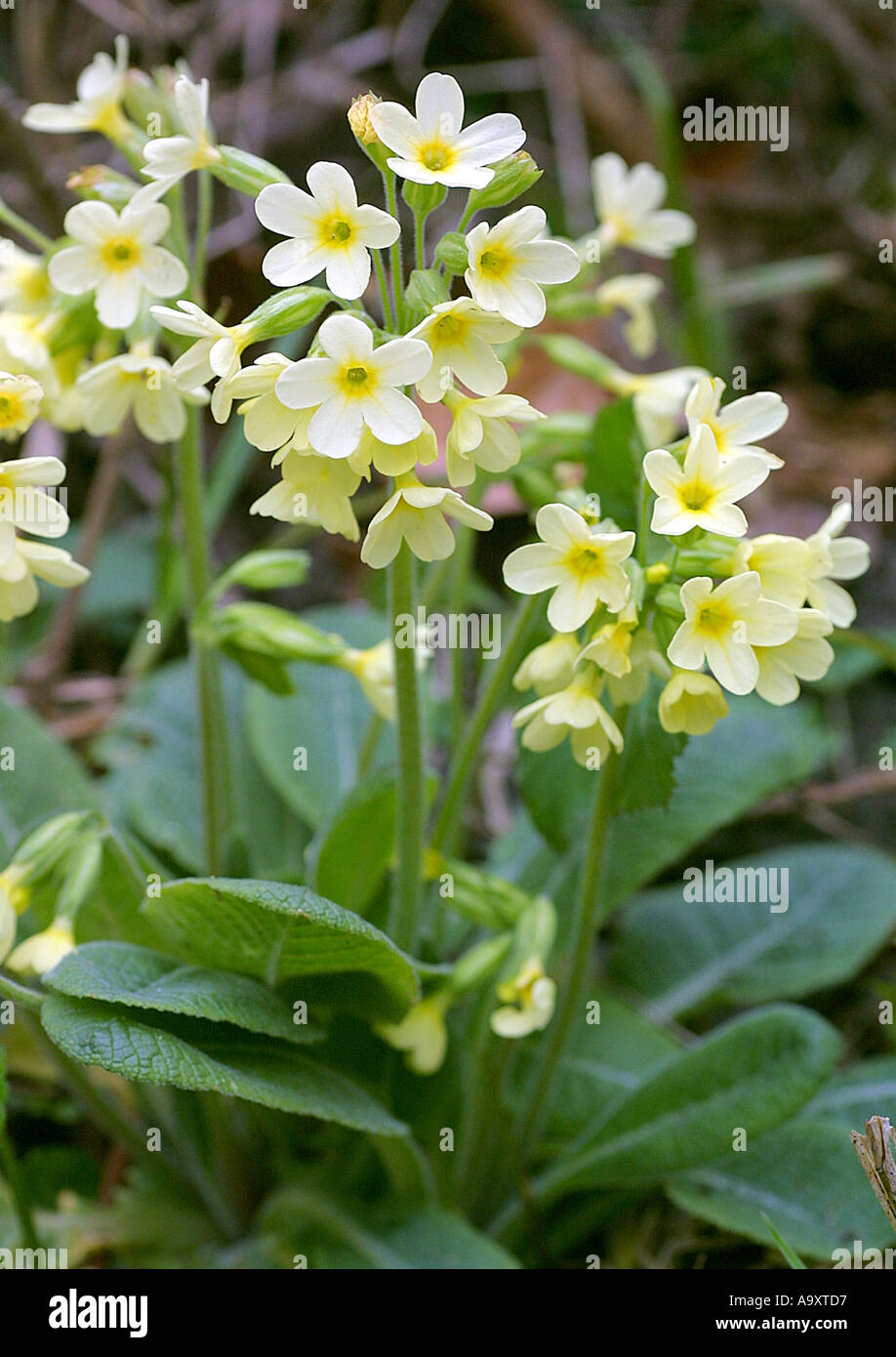 Oxlip (Primula elatior), fioritura Foto Stock