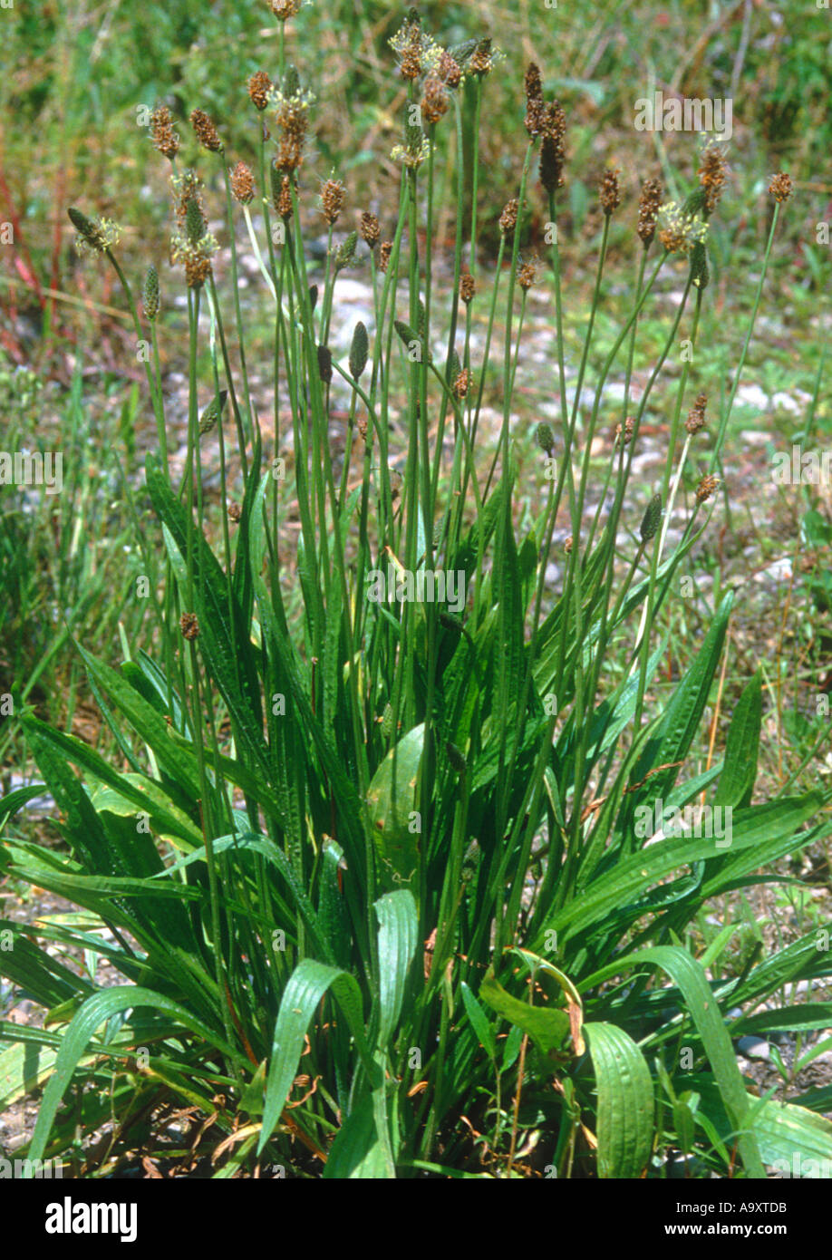 Buckhorn piantaggine, inglese piantaggine, ribwort piantaggine, la nervatura di erba, erba di ripple (Planzago lanceolata), la fioritura. Foto Stock