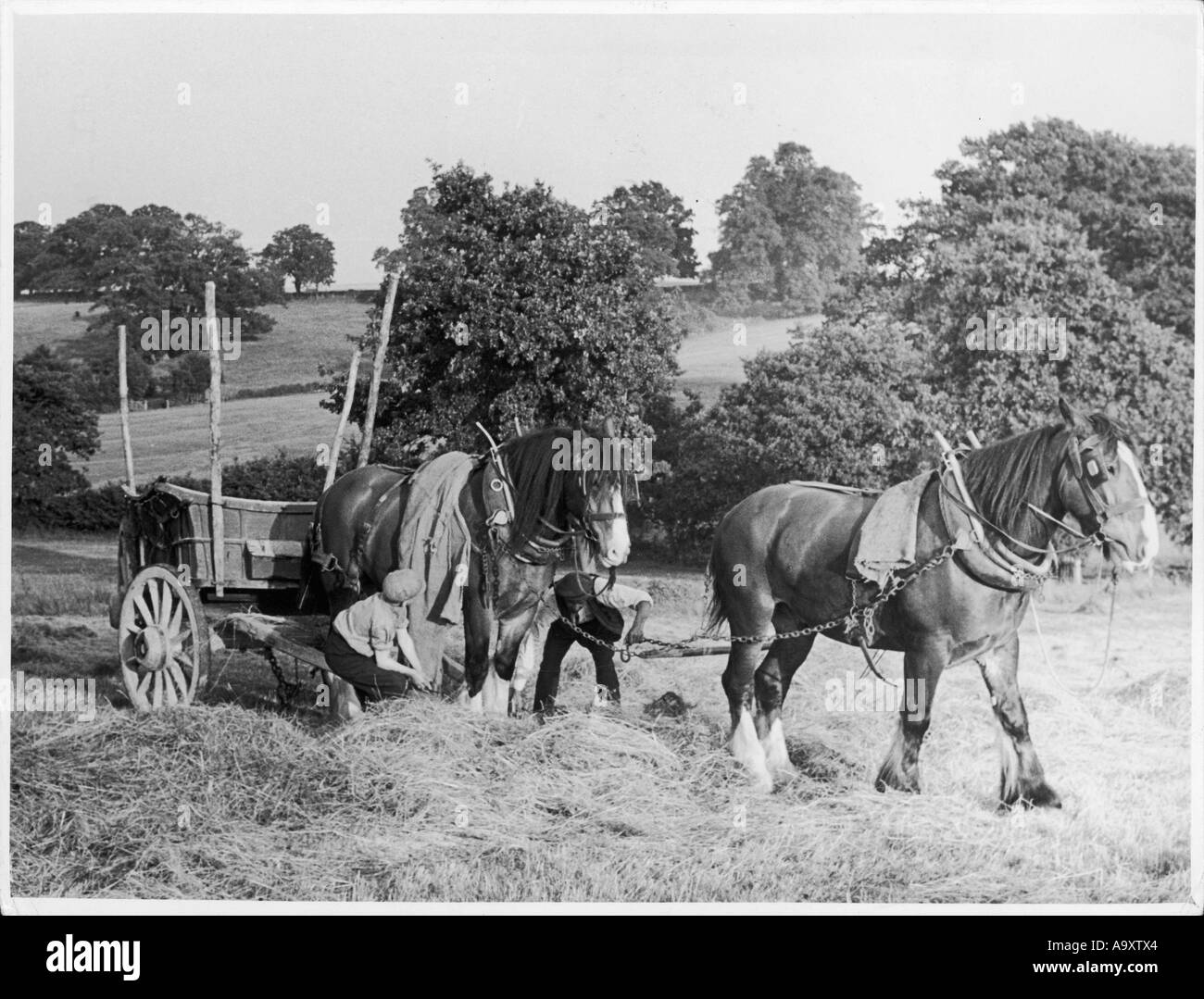 La raccolta degli anni trenta Foto Stock