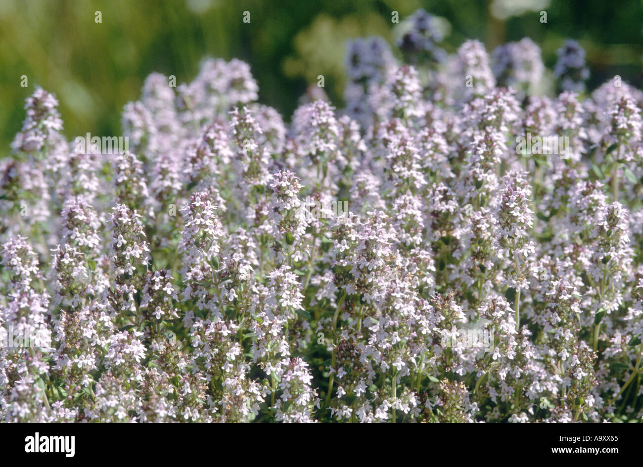 Timo selvatico, breckland timo, spunto di timo (Thymus serpyllum), la fioritura. Foto Stock