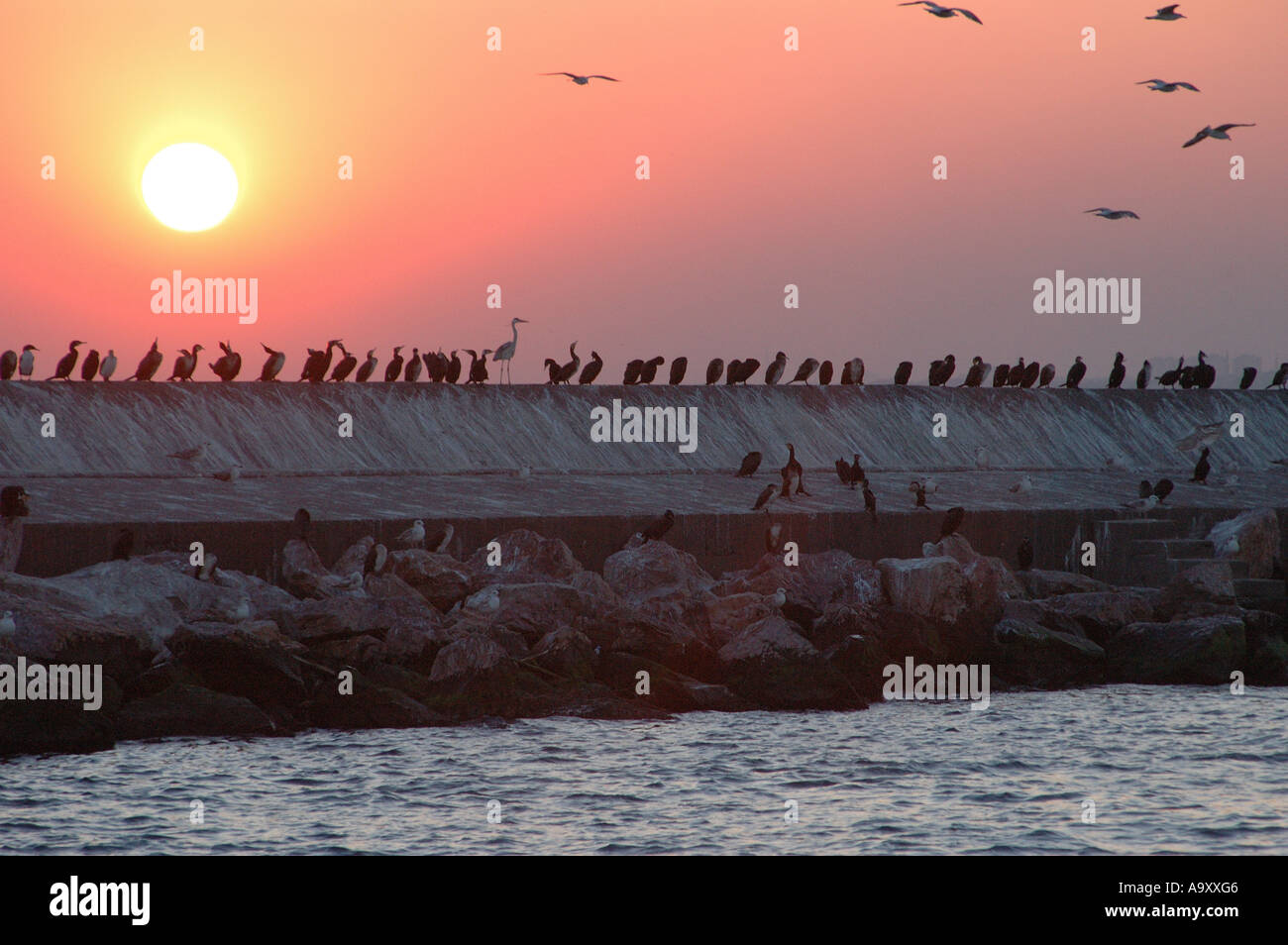 Gli uccelli di sedimentazione per la notte su un inguine del Bosforo nei pressi di Istanbul, Turchia Foto Stock