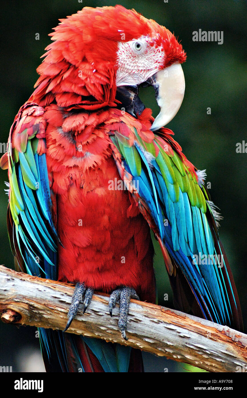, Scarlet Macaw, Parrot genere Ara Foto Stock