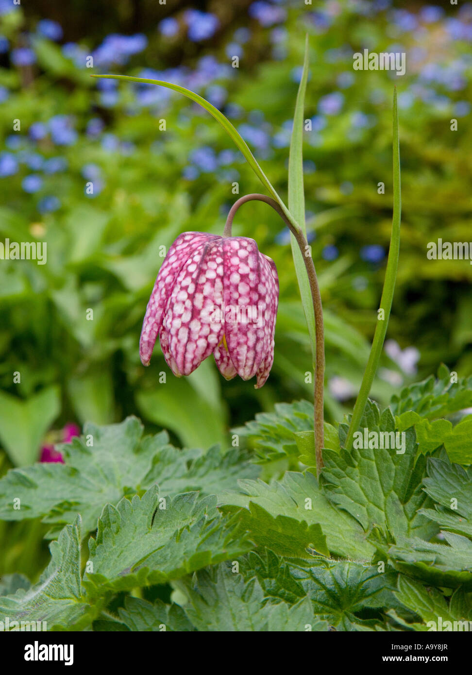 Fritillaria meleagris la testa del serpente fritillary Foto Stock