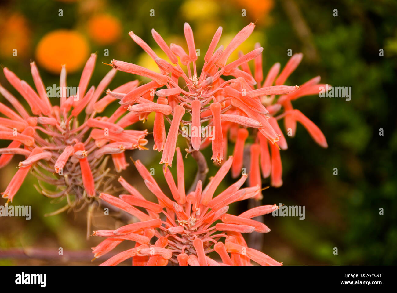 Bermuda fiori colorati Royal Naval Dockyard Foto Stock