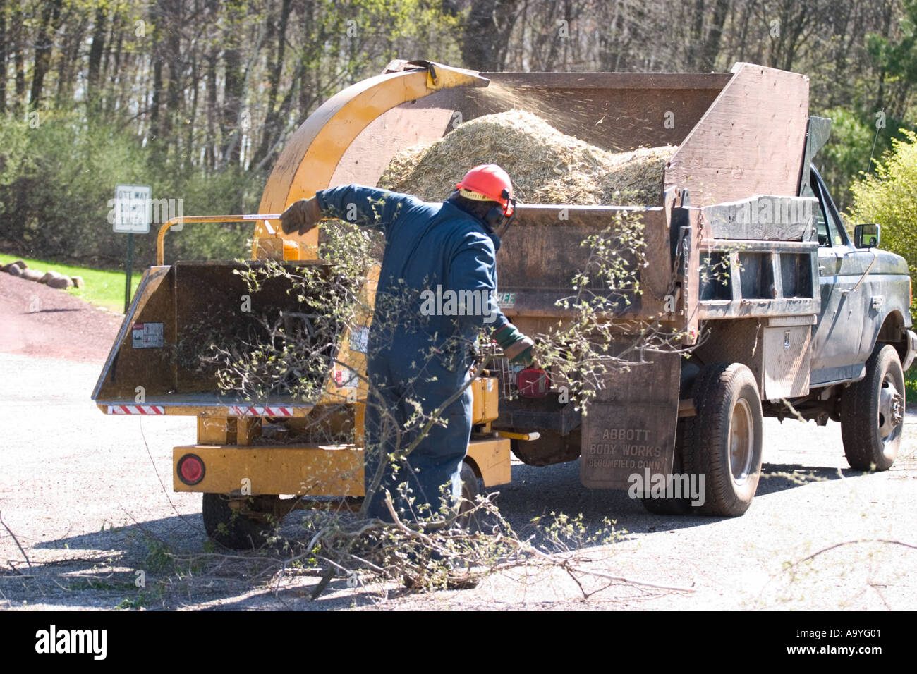 Uomo rami di caricamento in un bosco chipping macchina Foto Stock