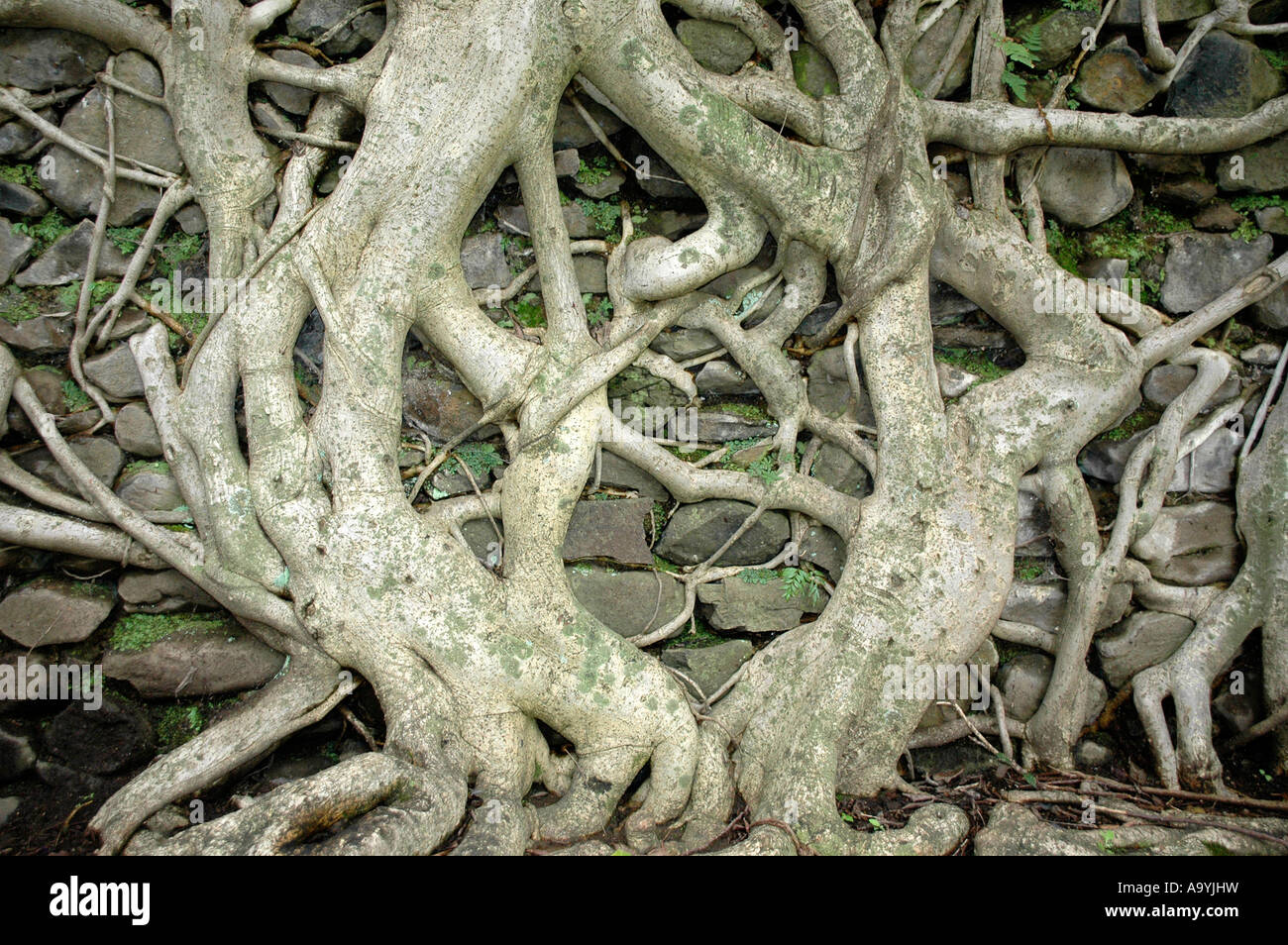 Le radici di un albero in corrispondenza di una parete Bagno di Fasilidas Gondar Etiopia Foto Stock