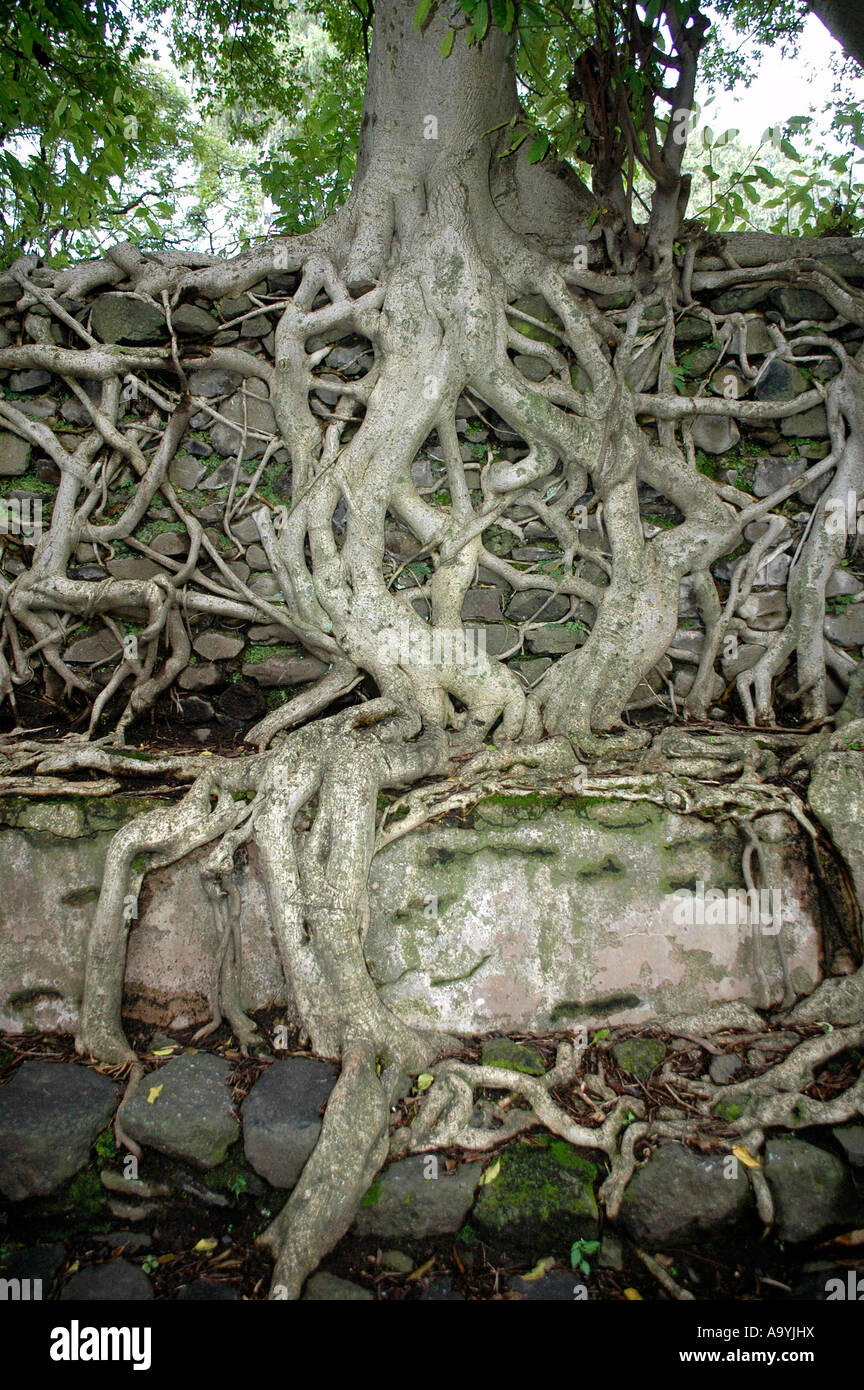 Sistema di radice di un albero in corrispondenza di una parete Bagno di Fasilidas Gondar Etiopia Foto Stock