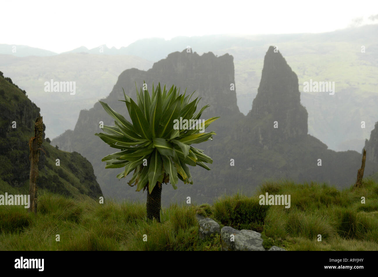 Giant Lobelias Lobelia rhynchopetalum davanti scoscese formazioni di montagna nelle montagne Semien vicino a sbarcare in Etiopia Foto Stock
