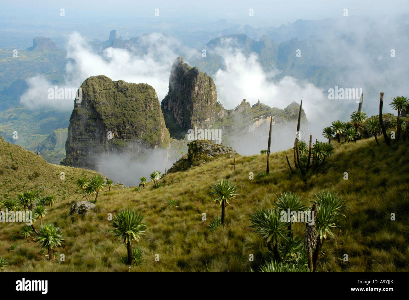 Nuvole raccogliendo attorno a scoscese formazioni di montagna con il gigante Lobelias Lobelia rhynchopetalum nelle montagne Semien vicino a sbarcare E Foto Stock