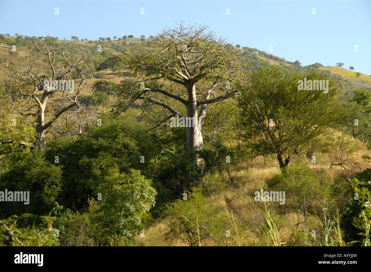 Alberi di baobab vicino al fiume Tekeeze nei pressi di Aksum Etiopia Foto Stock
