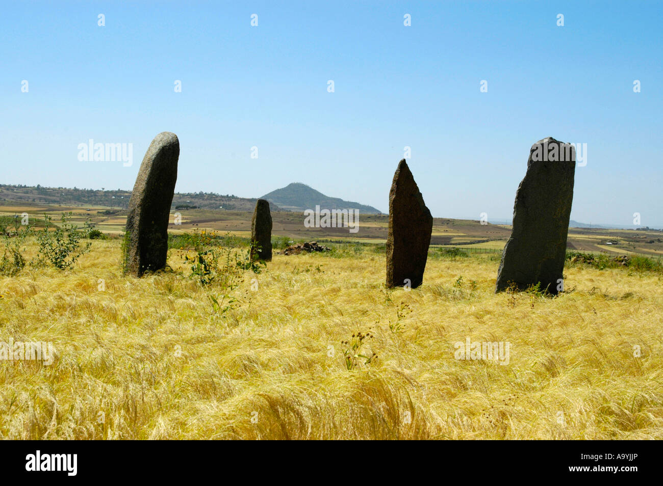 Quattro Stele nel campo delle stele di Gwudit Judith in campi di teff Aksum Etiopia Foto Stock