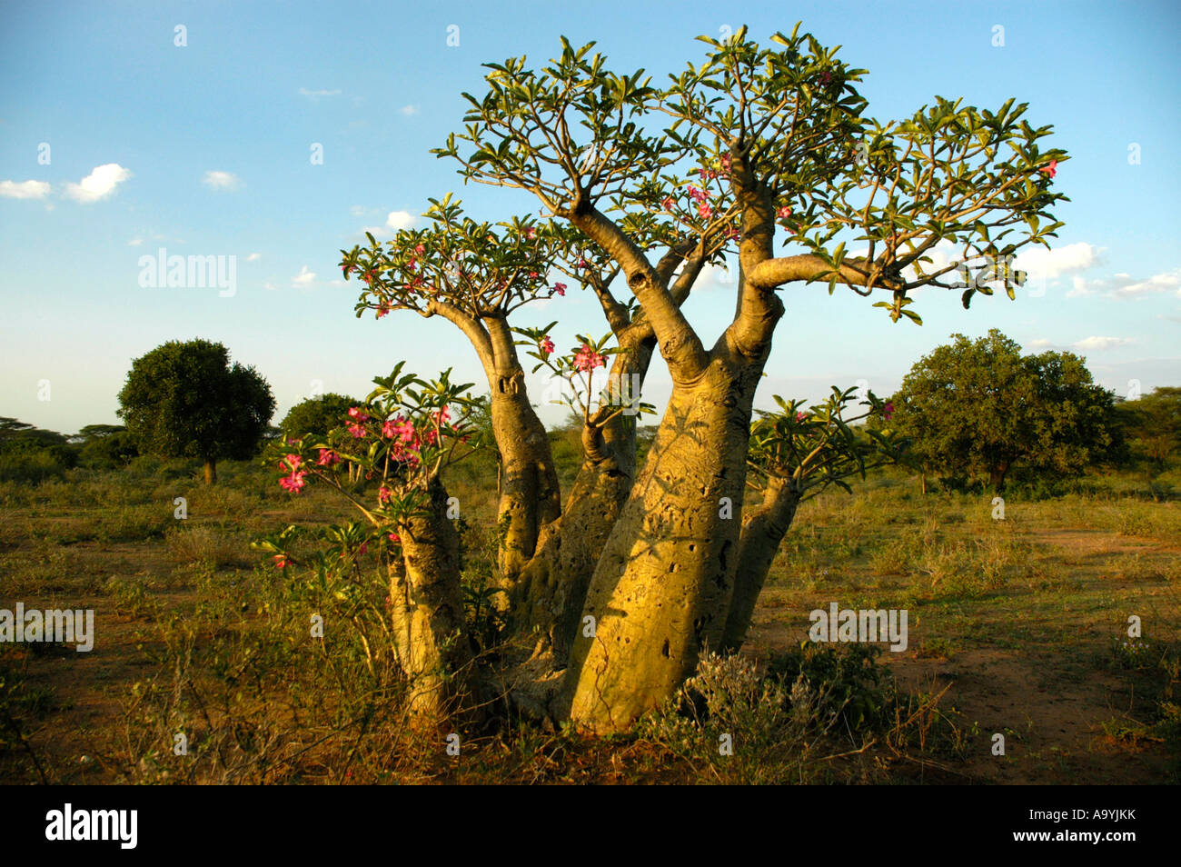 Albero di un rosa del deserto nella savana Turmi Etiopia Foto Stock