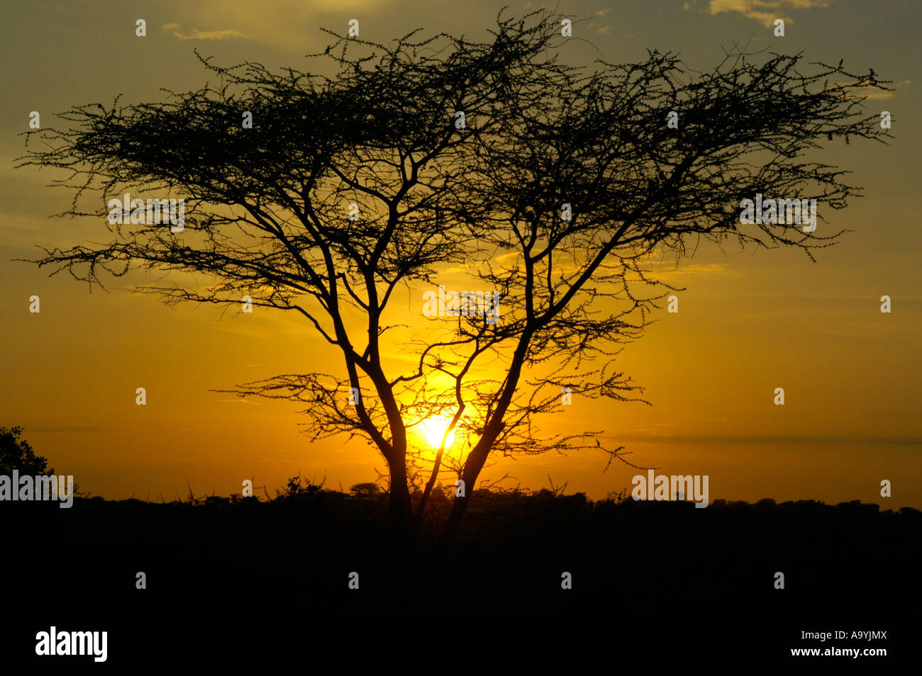 Sole arancione e il cielo al tramonto dietro un albero acatia nel savannnah Turmi Etiopia Foto Stock