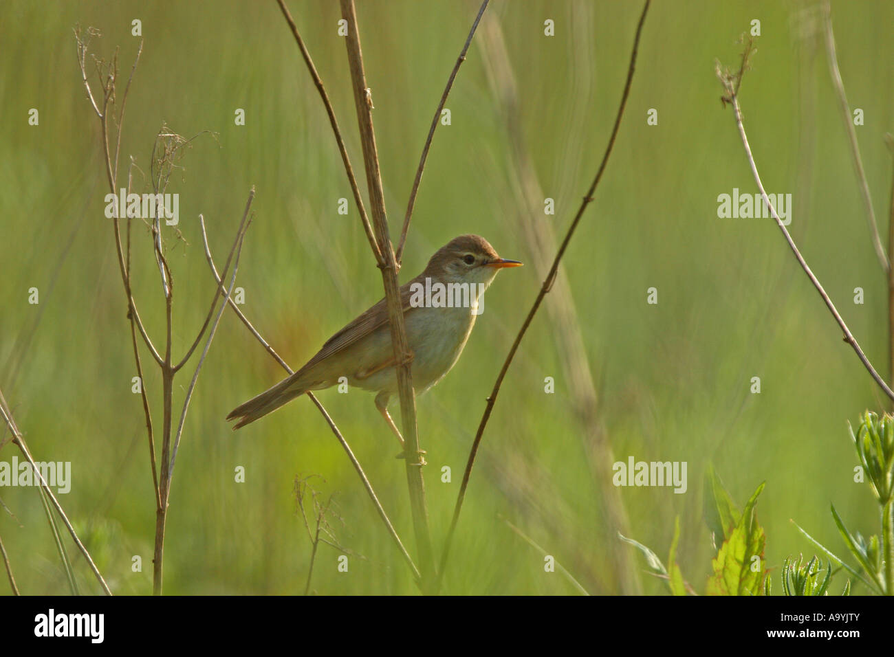 Marsh trillo (Acrocephalus palustris) Foto Stock