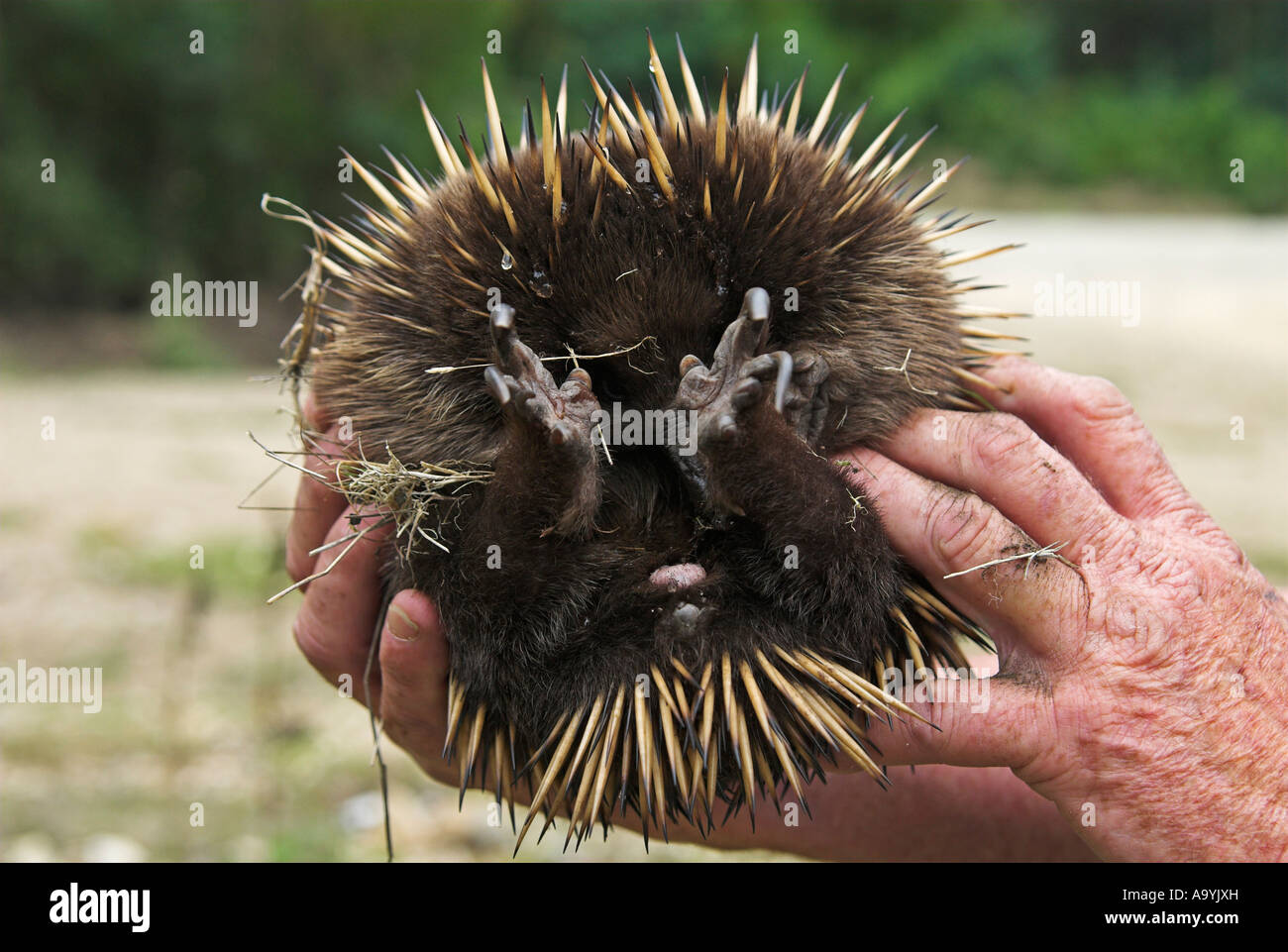 Echidna (Tachyglossidae), Northern Tasmania, Australia Foto Stock