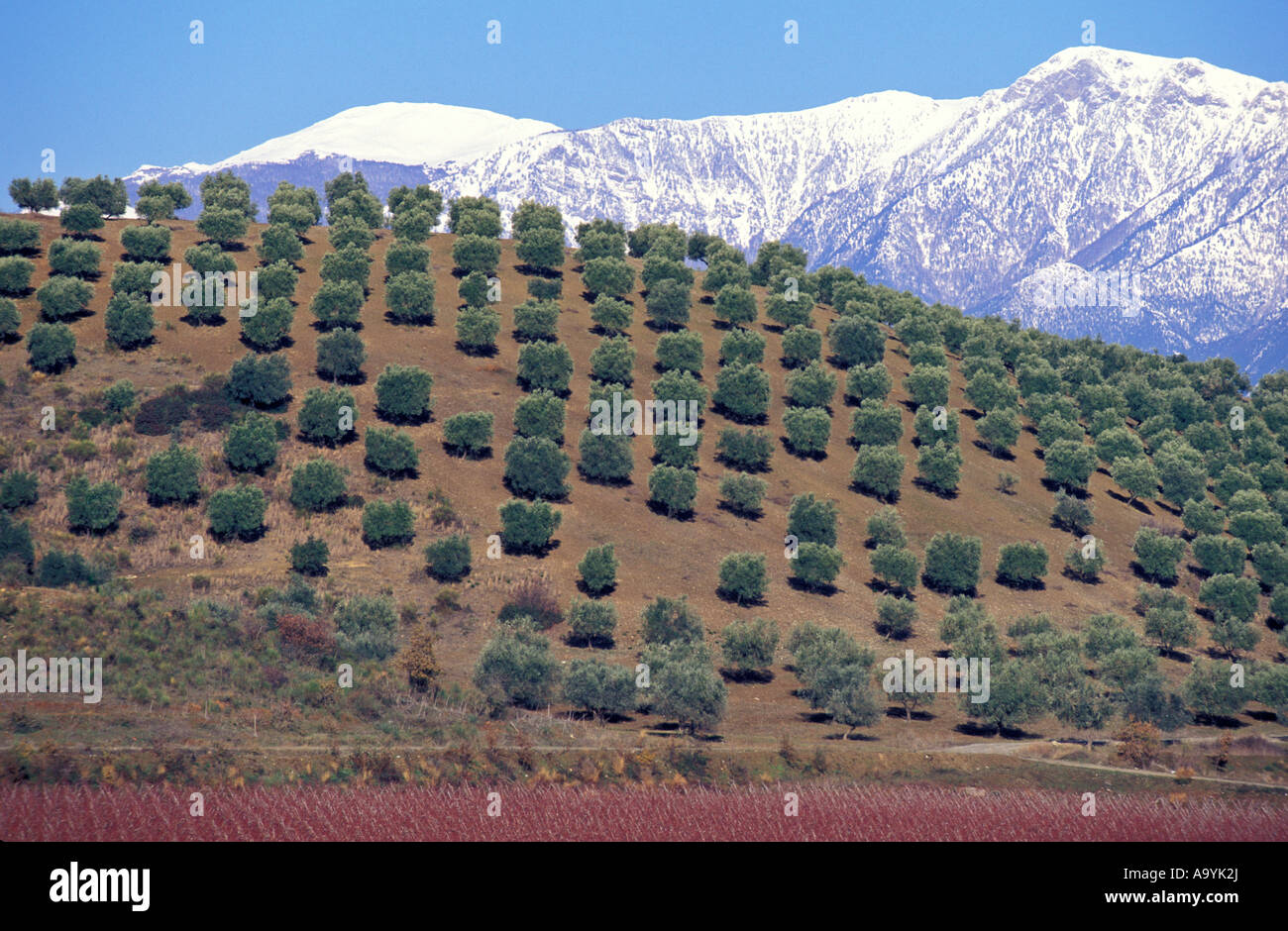 Uliveto vicino a Altomonte, innevate montagne del Pollino, Calabria, Italia Foto Stock