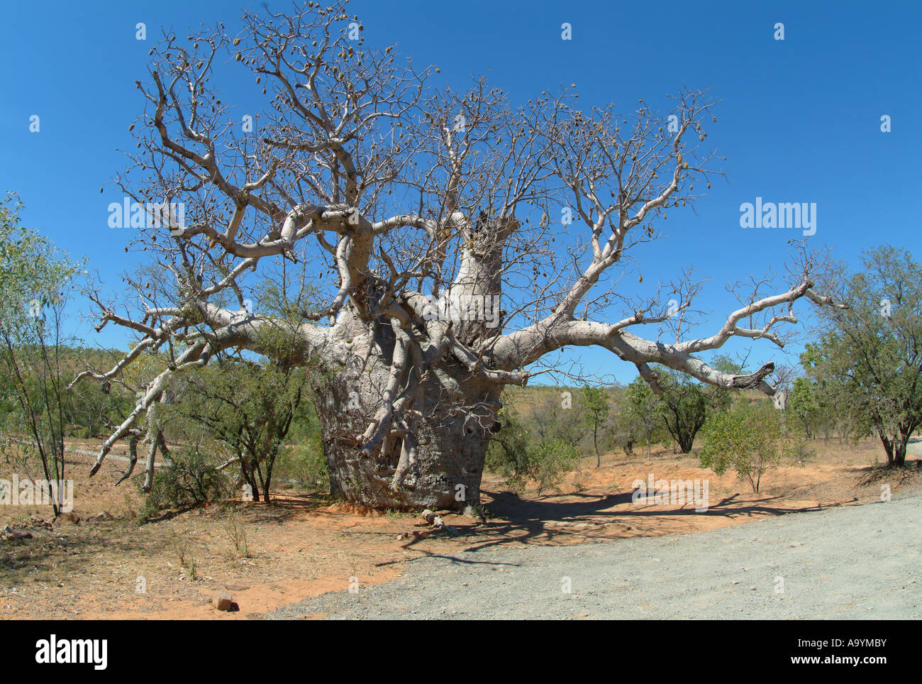 Boab Tree, (Adansonia gregorii), Australia occidentale, Australia Foto Stock