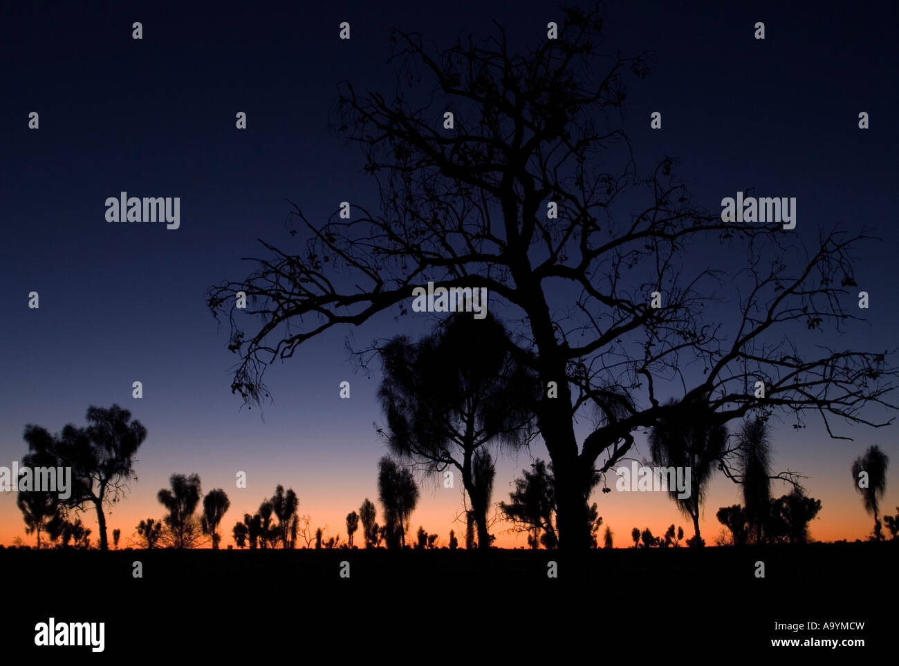 Alberi al tramonto, Outback, Territorio del Nord, l'Australia Foto Stock