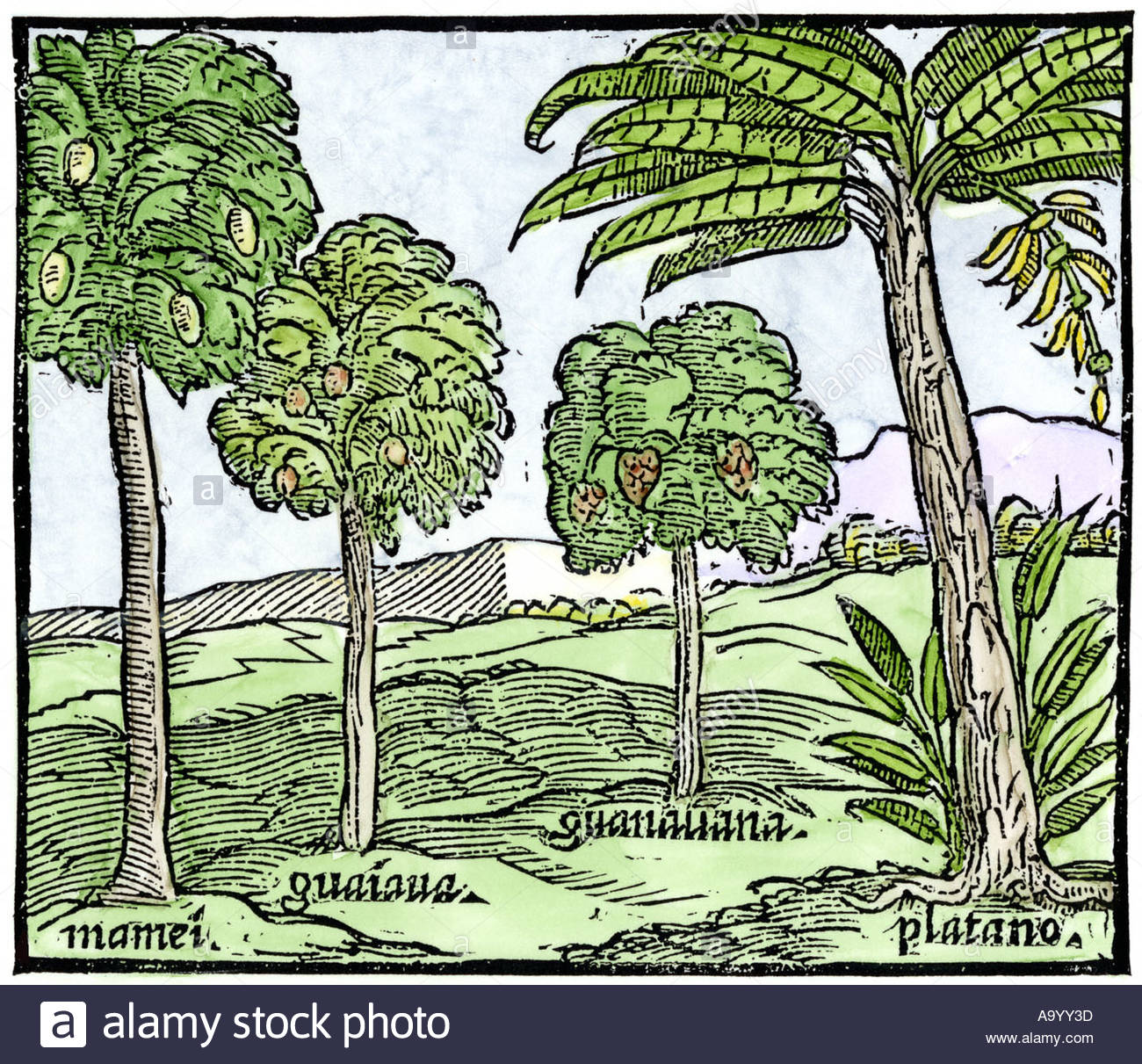 Banane e altri alberi da frutto di Hispaniola da uno schizzo pubblicato nel 1572. Colorate a mano la xilografia di Benzoni illustrazione Foto Stock