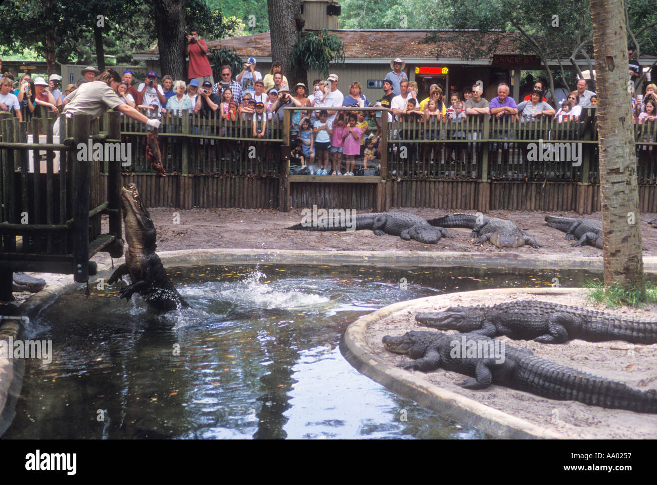 Florida sant Agostino Alligator Farm Zoologial guida del Parco una alimentazione scuoiati nutria AD ALLIGATOR Foto Stock