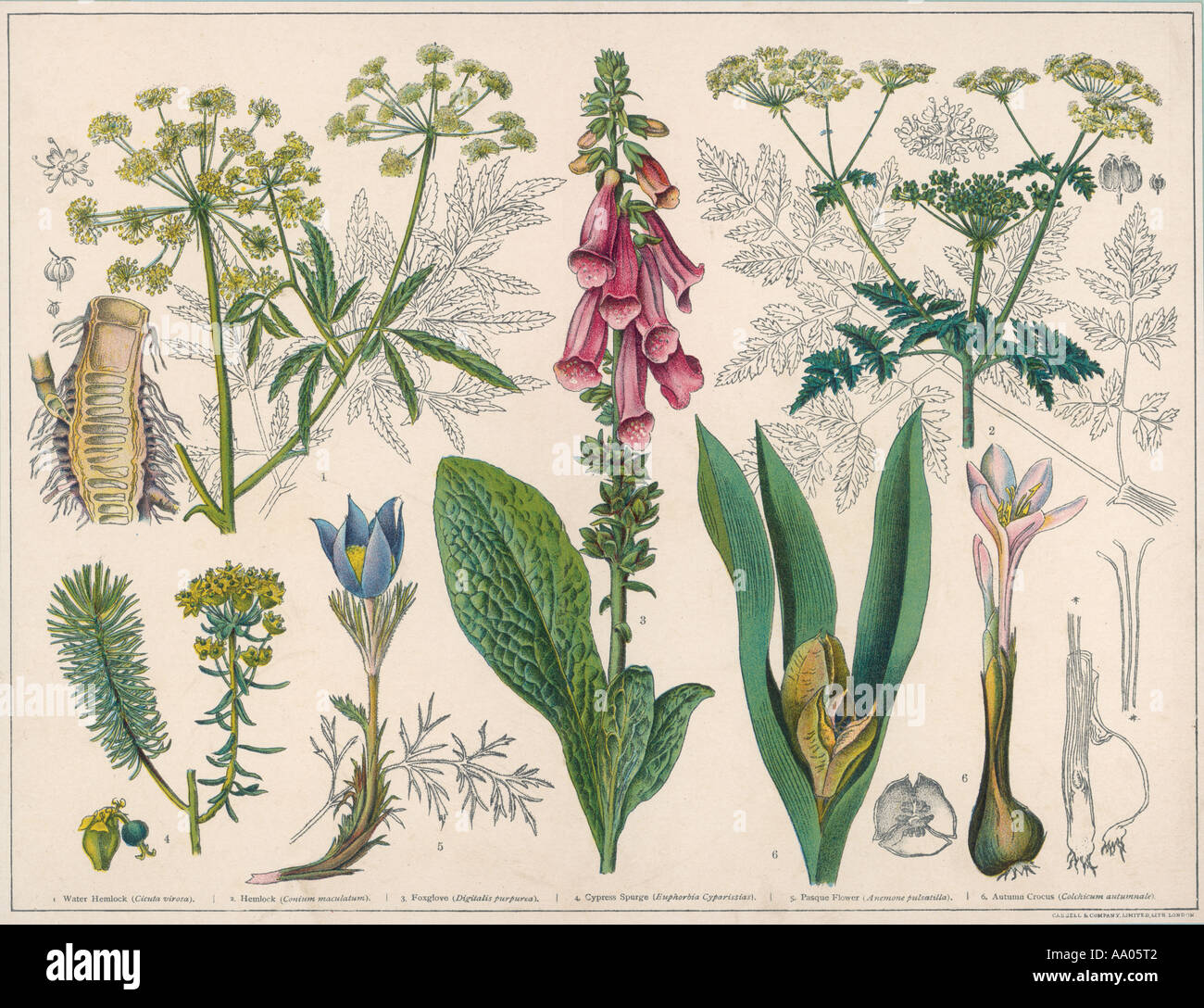 Piante velenose Foto Stock