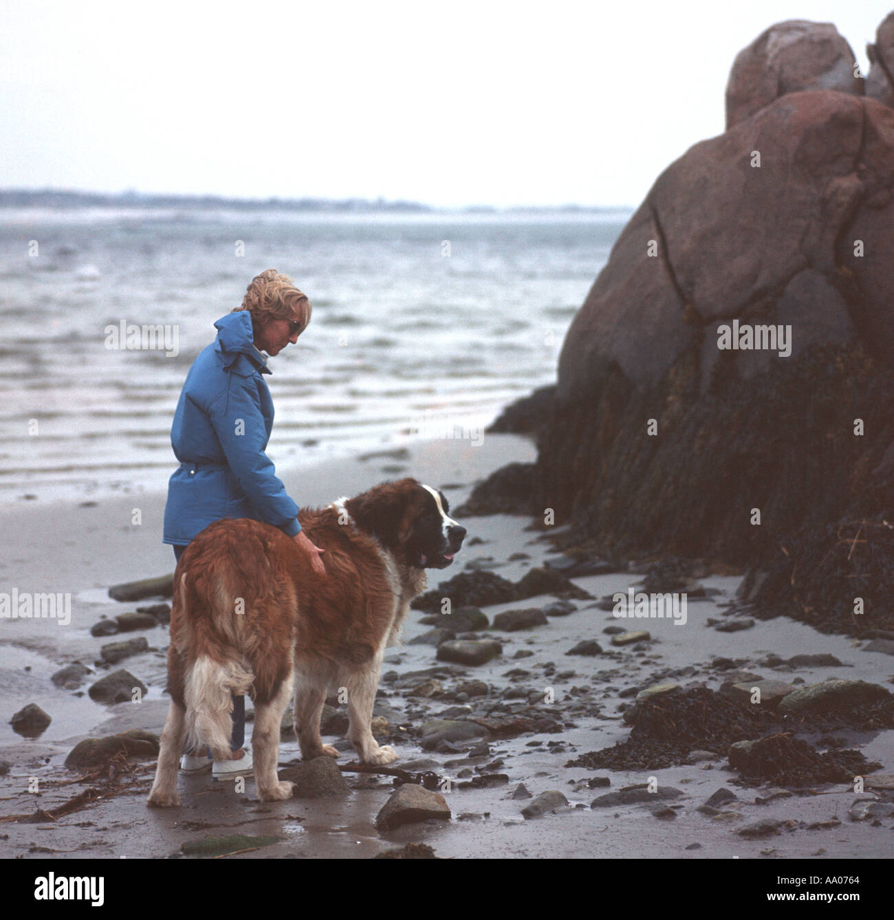 Donna che cammina sulla spiaggia con St Bernard dog Foto Stock