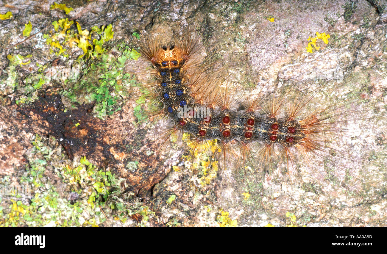 Gypsy Moth, Limantria dispar. Caterpillar Foto Stock