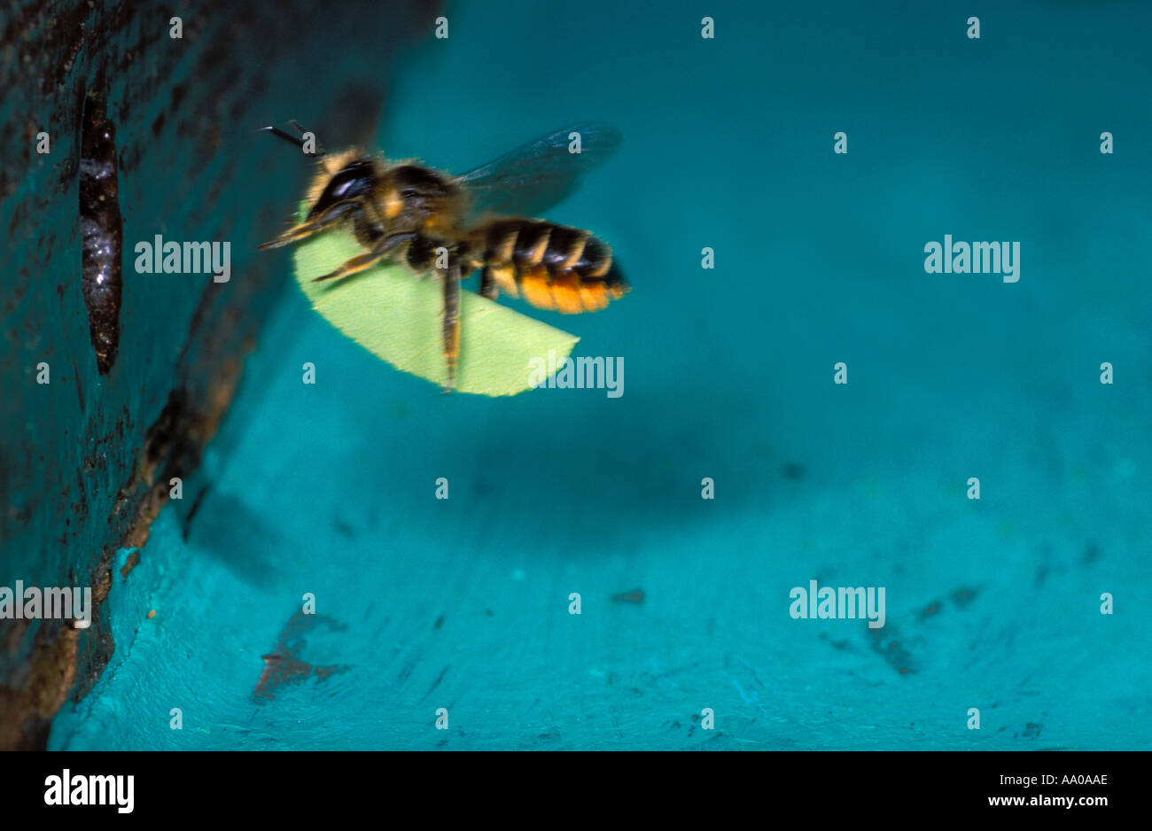 Foglia-Cutter Bee, Megachile sp. In volo, portando una foglia per il suo nido Foto Stock