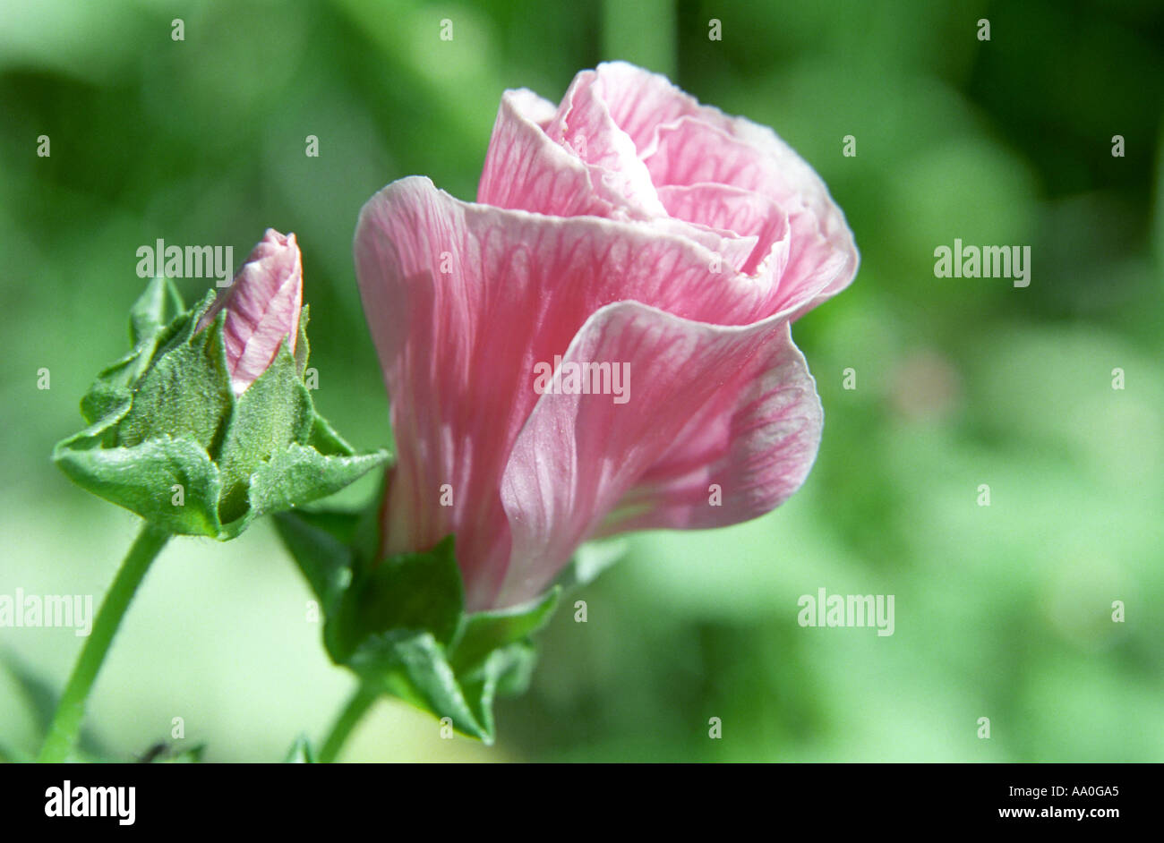 Close-up di Rosa Malope trifida Vulcan annuale di fiori di malva Foto Stock