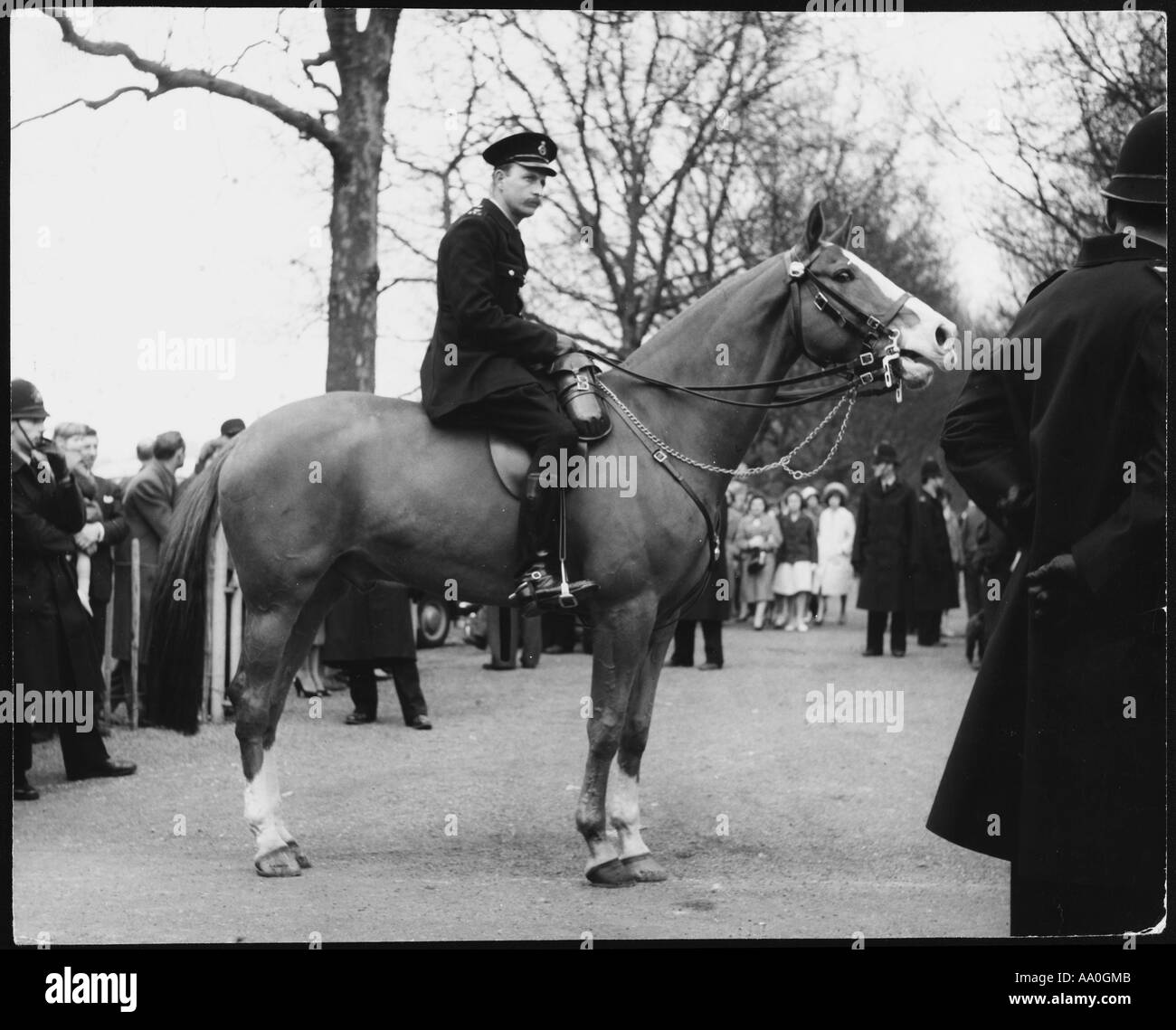 Poliziotto montato Foto Stock