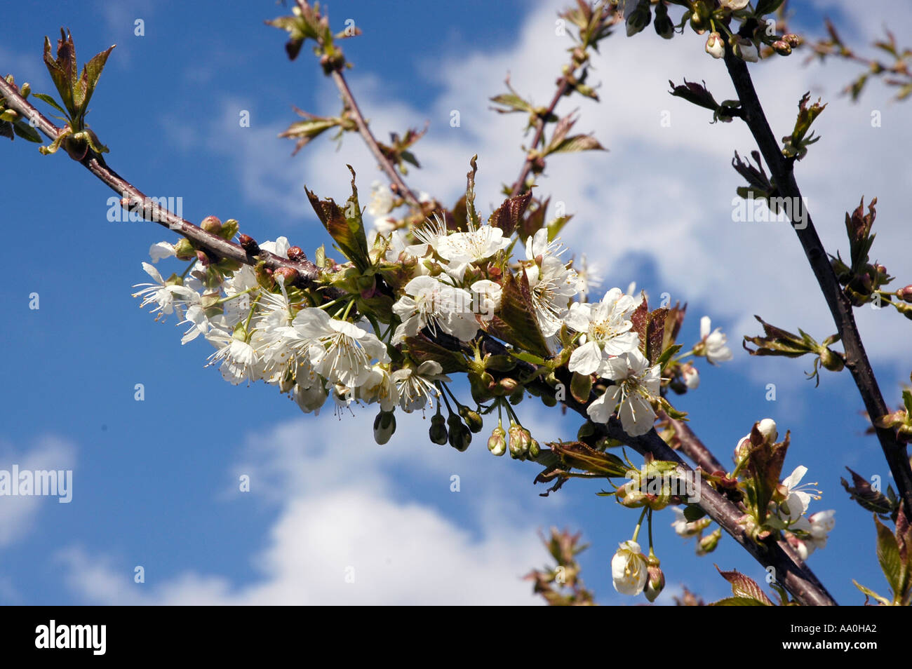 Blühender kirschbaum fiore ciliegio Foto Stock