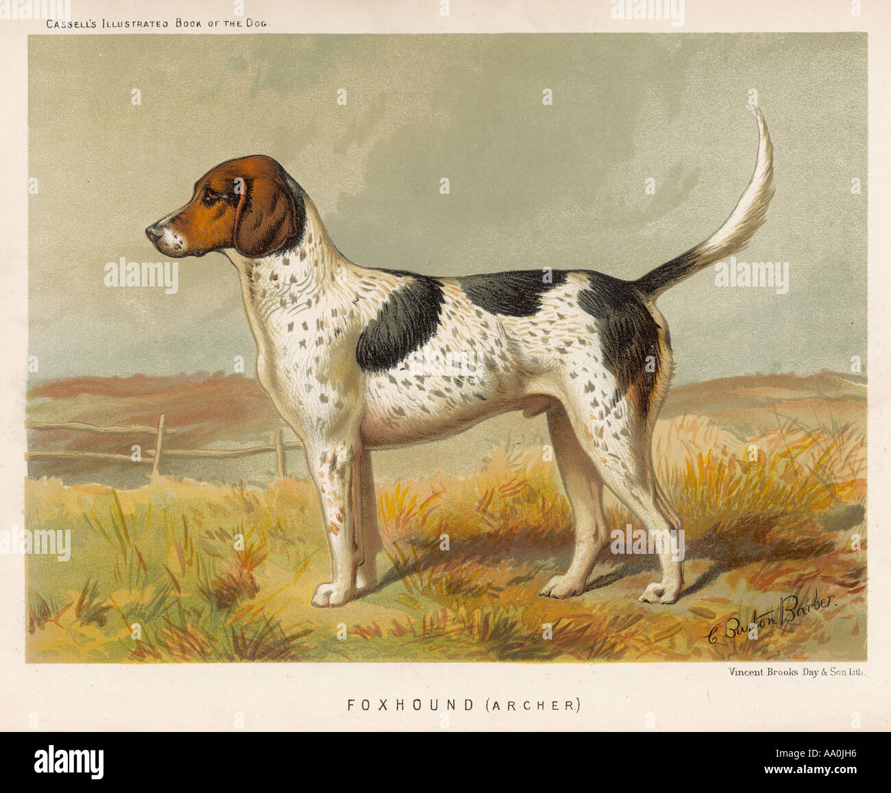 Foxhound Libro di cane Foto Stock