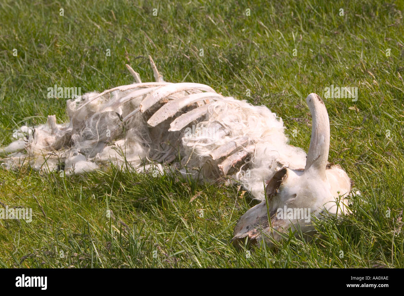 Una pecora le cui ossa sono state raccolte di pulire da poiane e una volpe Foto Stock