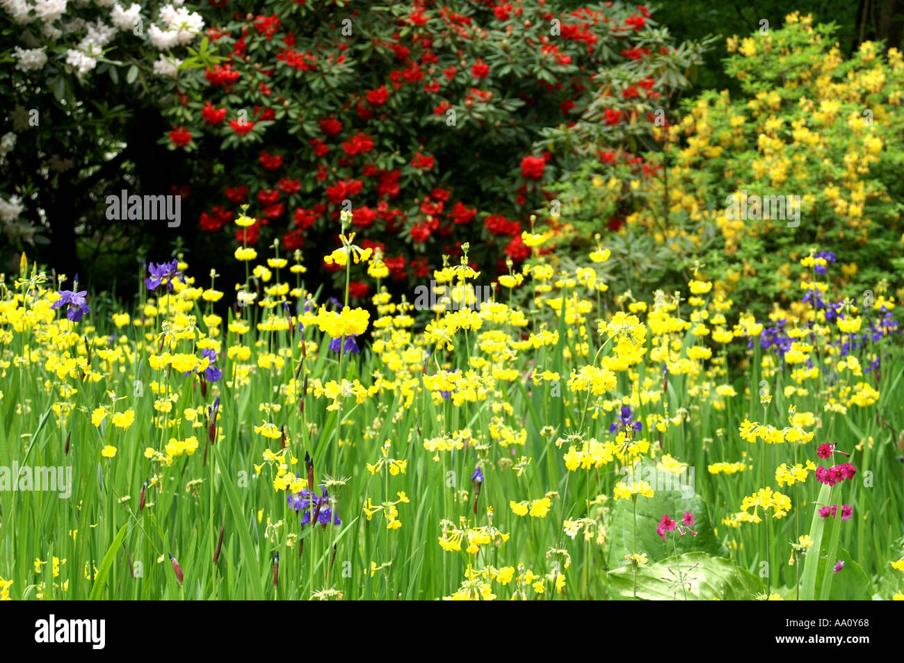 Fiori in giardini Clyne Swansea Pembroke Wales UK Foto Stock