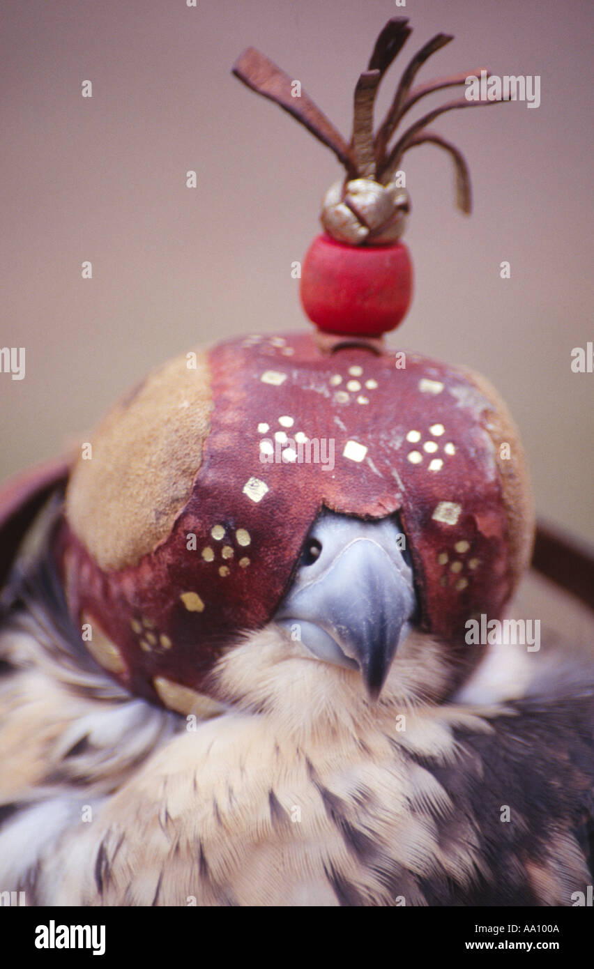 Gli uccelli rapaci indossando il tradizionale protezione della testa Foto Stock