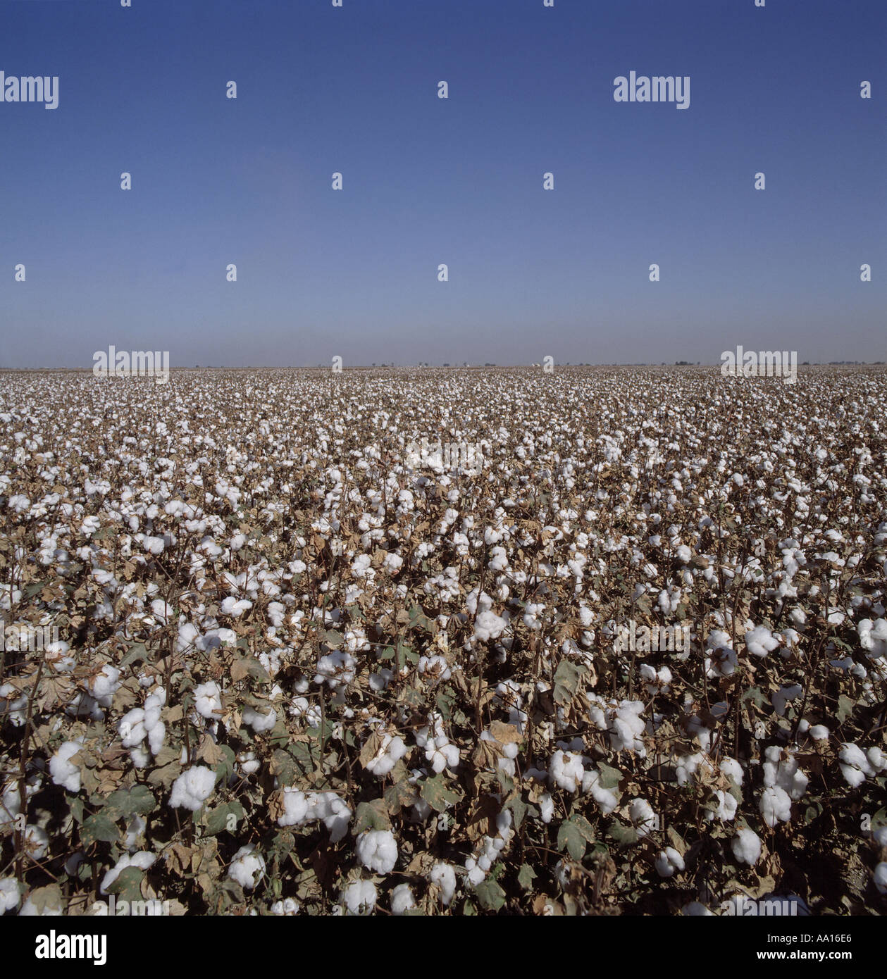 Il cotone raccolto con cotone aperto bolls in California USA Foto Stock