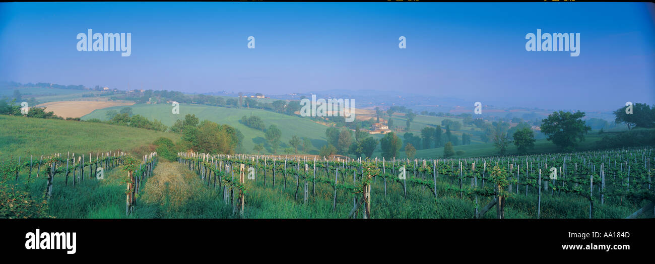 Paesaggio e vigneto in Umbria Italia Foto Stock