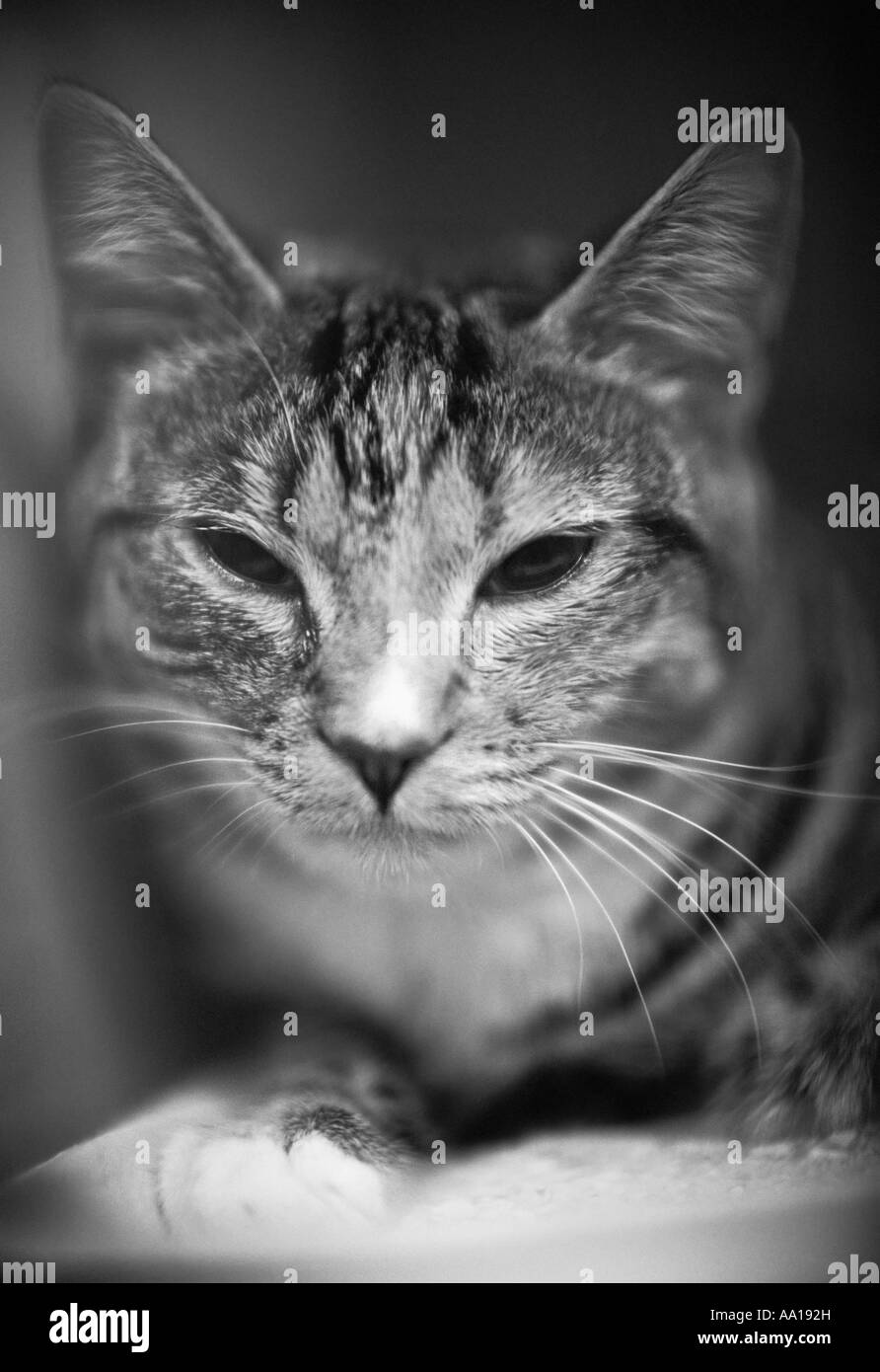 Gatto Foto Stock