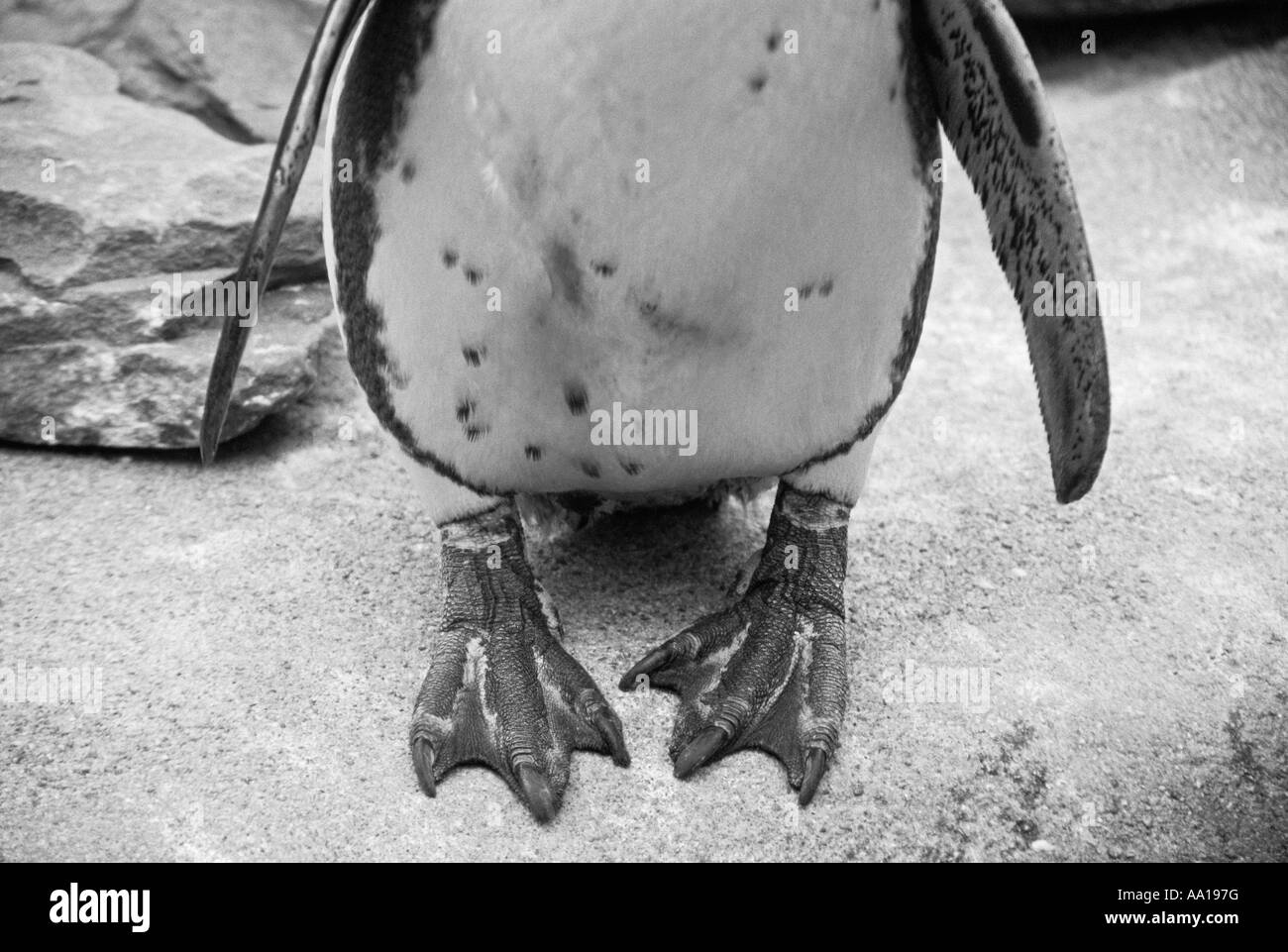 Pinguino Foto Stock