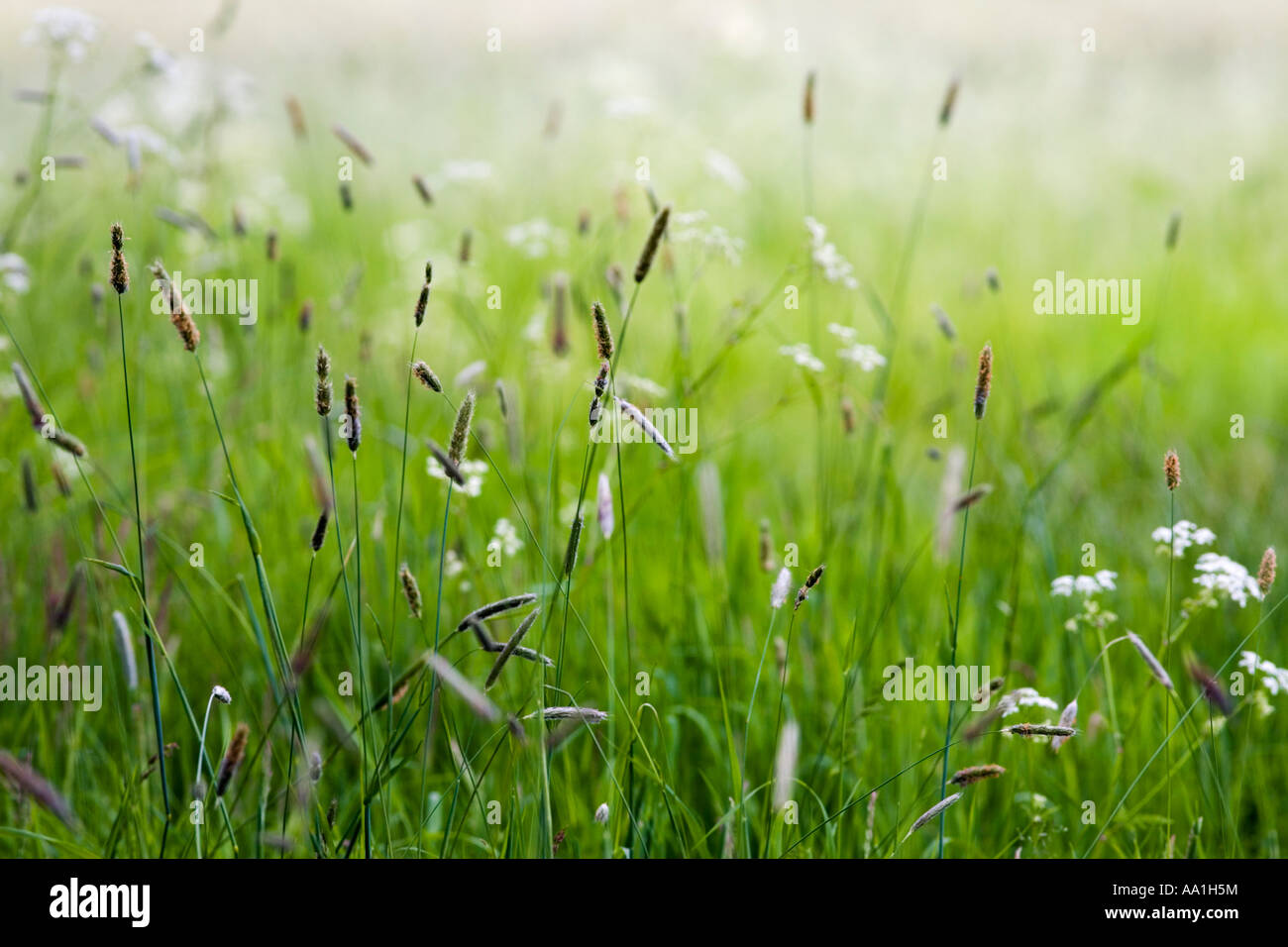 Graminacee selvatiche in un prato dello Yorkshire, inizio estate. Foto Stock Graminacee selvatiche in un prato dello Yorkshire, inizio estate. Foto Stock