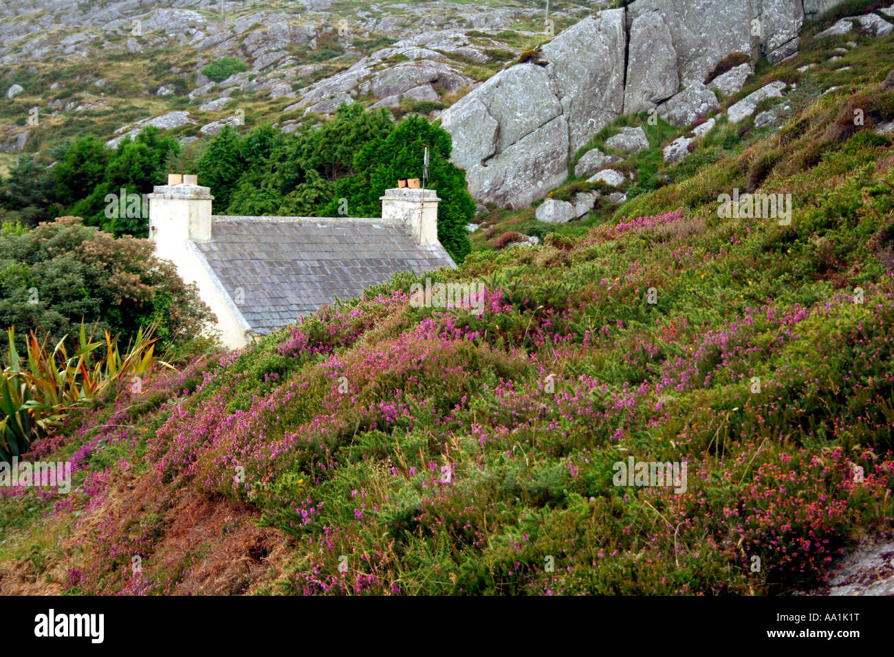 Casa in Irlanda nascosta da Heather Foto Stock