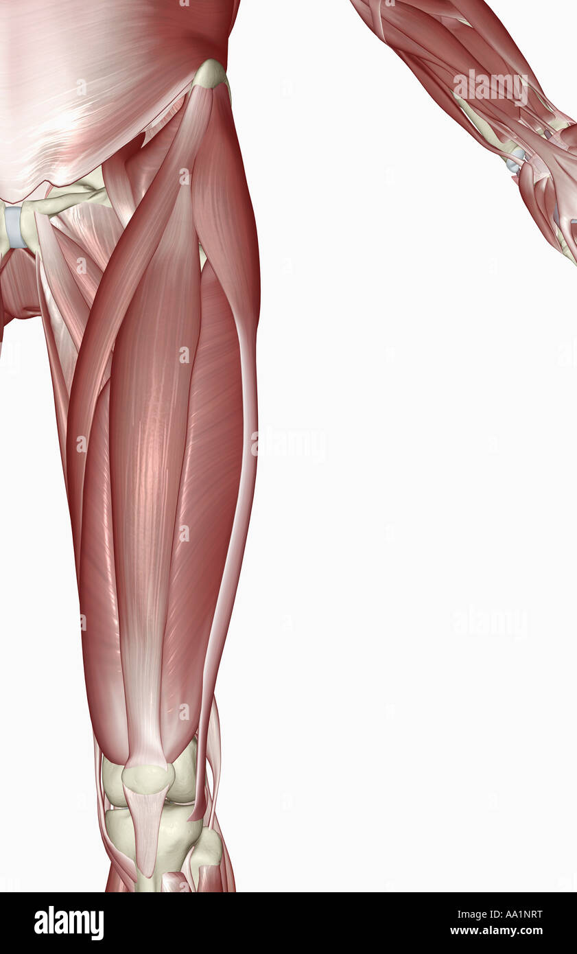 I muscoli della parte superiore della gamba Foto Stock