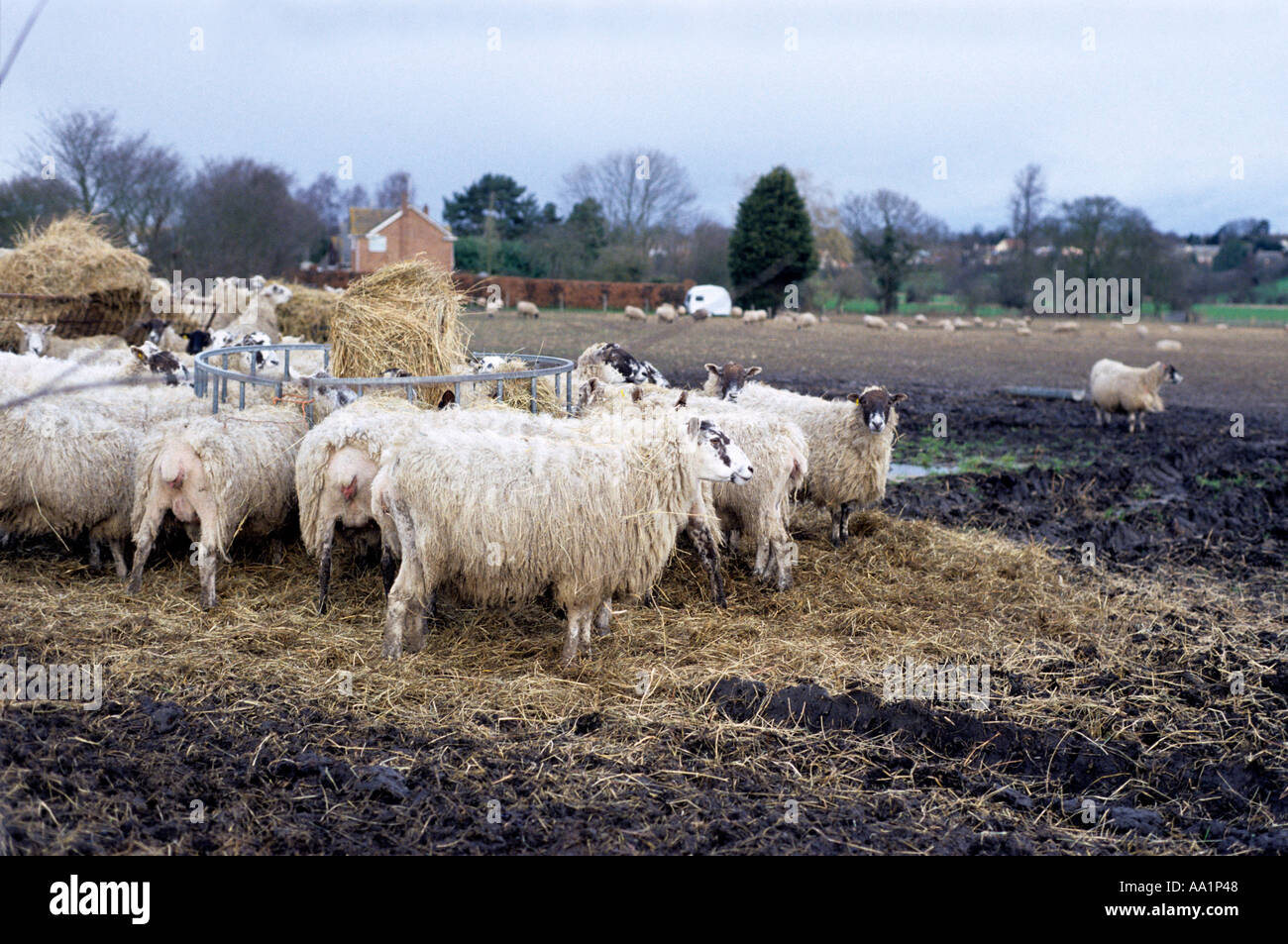 Alimentazione di pecora a Suffolk farm Foto Stock