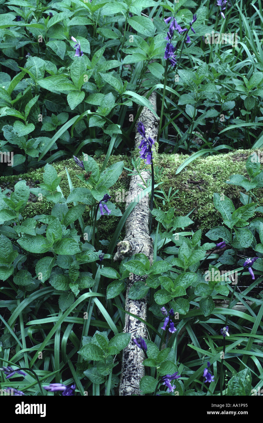 Ramo caduto sul suolo della foresta con bluebells Waresley legno Cambridgeshire Inghilterra Foto Stock