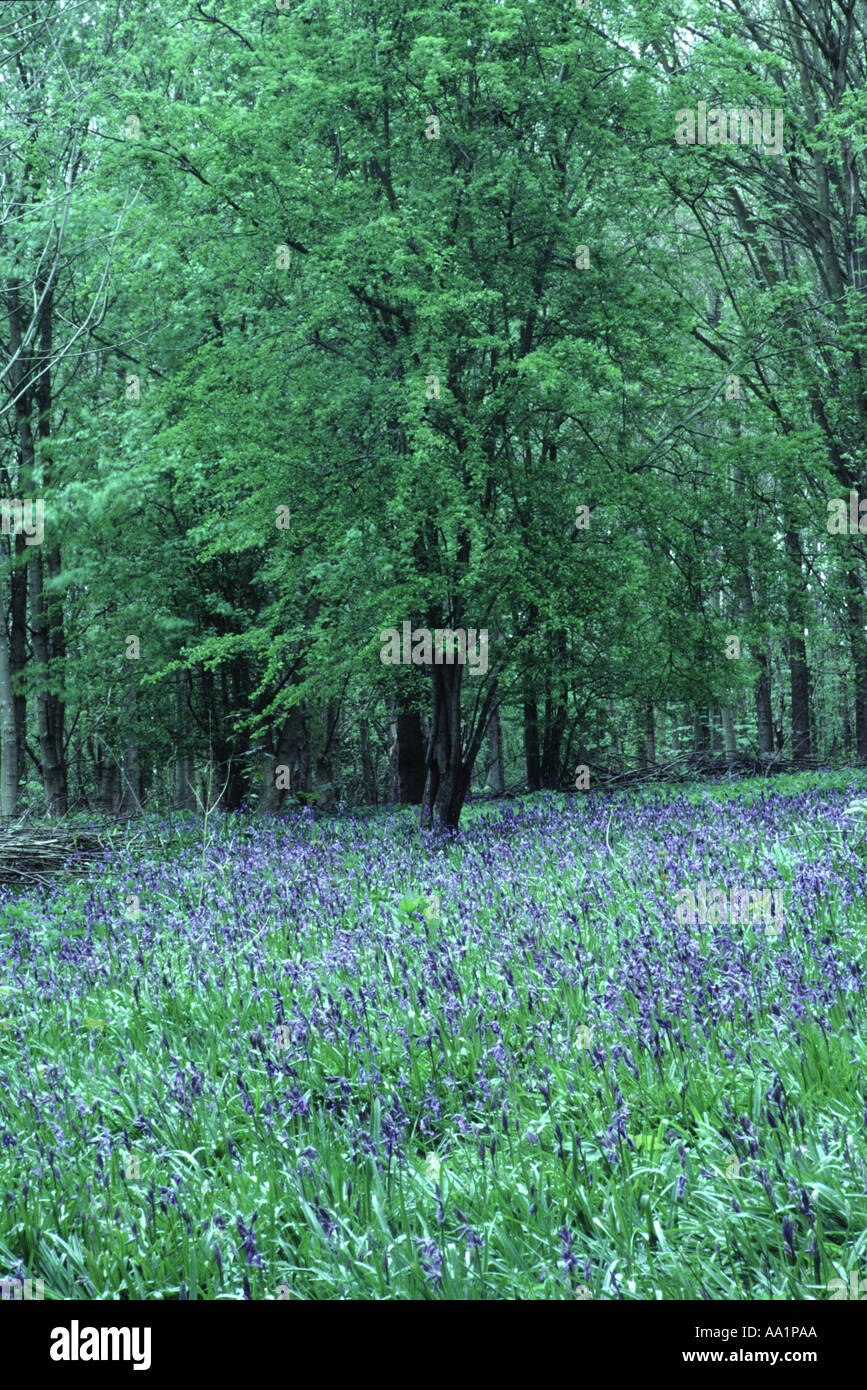 Bluebells nella primavera del legno Waresley Cambridgeshire Inghilterra Foto Stock
