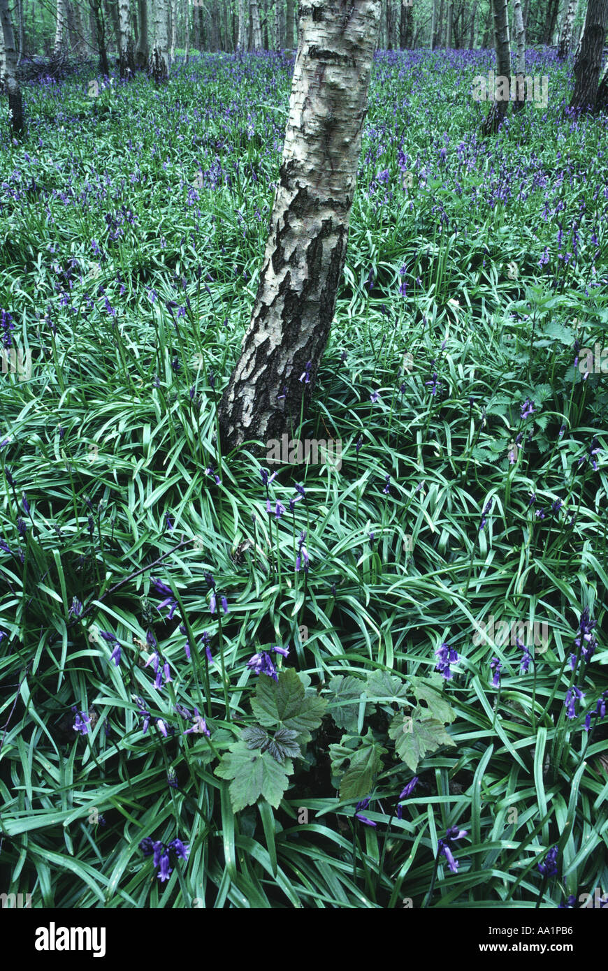 Betulla e Waresley bluebells legno Cambridgeshire Inghilterra Foto Stock