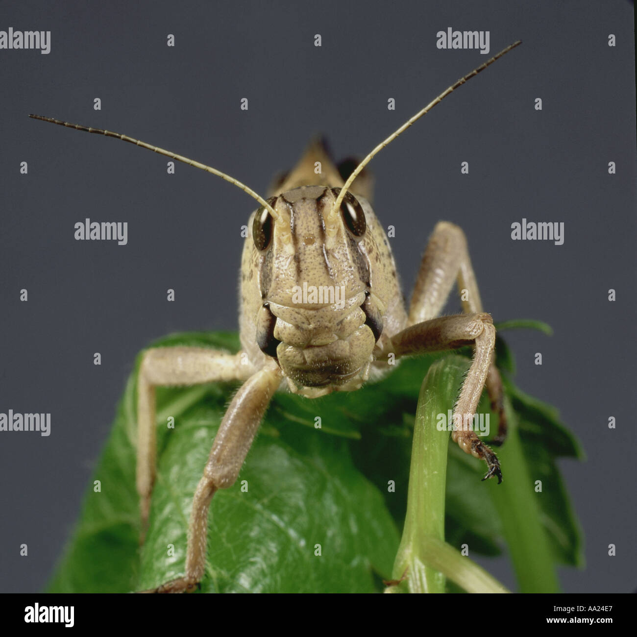 Un adulto di locusta migratoria guardando la telecamera Locusta migratoria Foto Stock