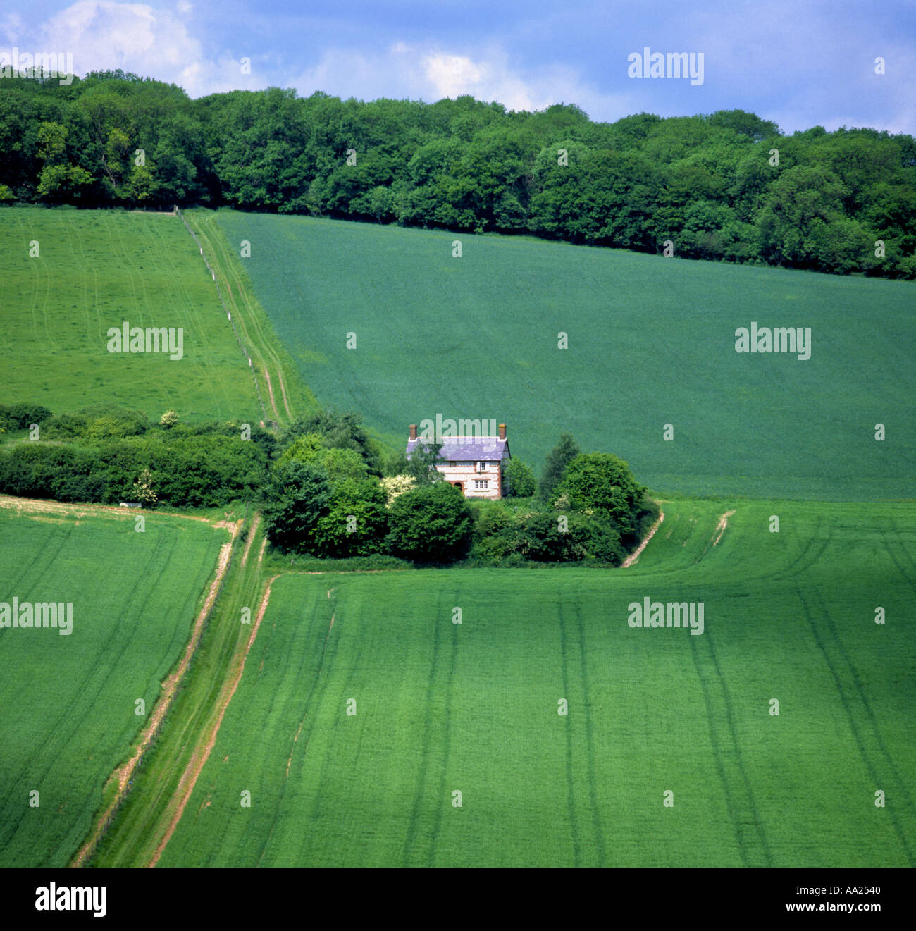 Quattro campi in una serie che mostra le colture di cereali che circonda un piccolo cottage con bosco all'orizzonte Foto Stock