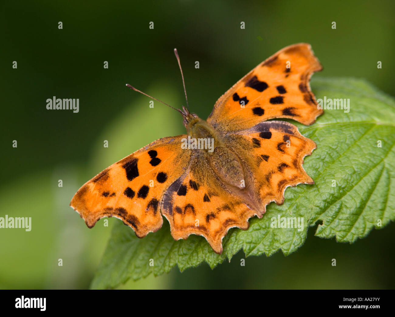 Virgola Butterfly (Polygonia c-album) Foto Stock